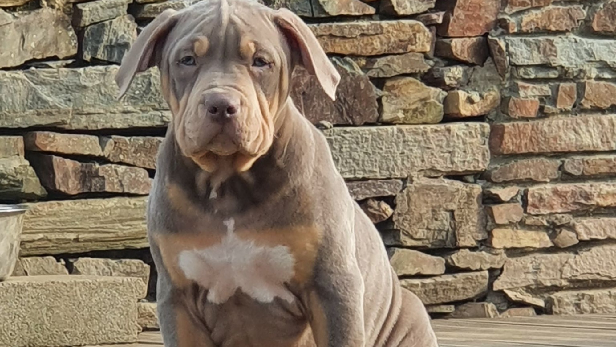 Chiot femelle bully xl trico trico lilac aux yeux bleus