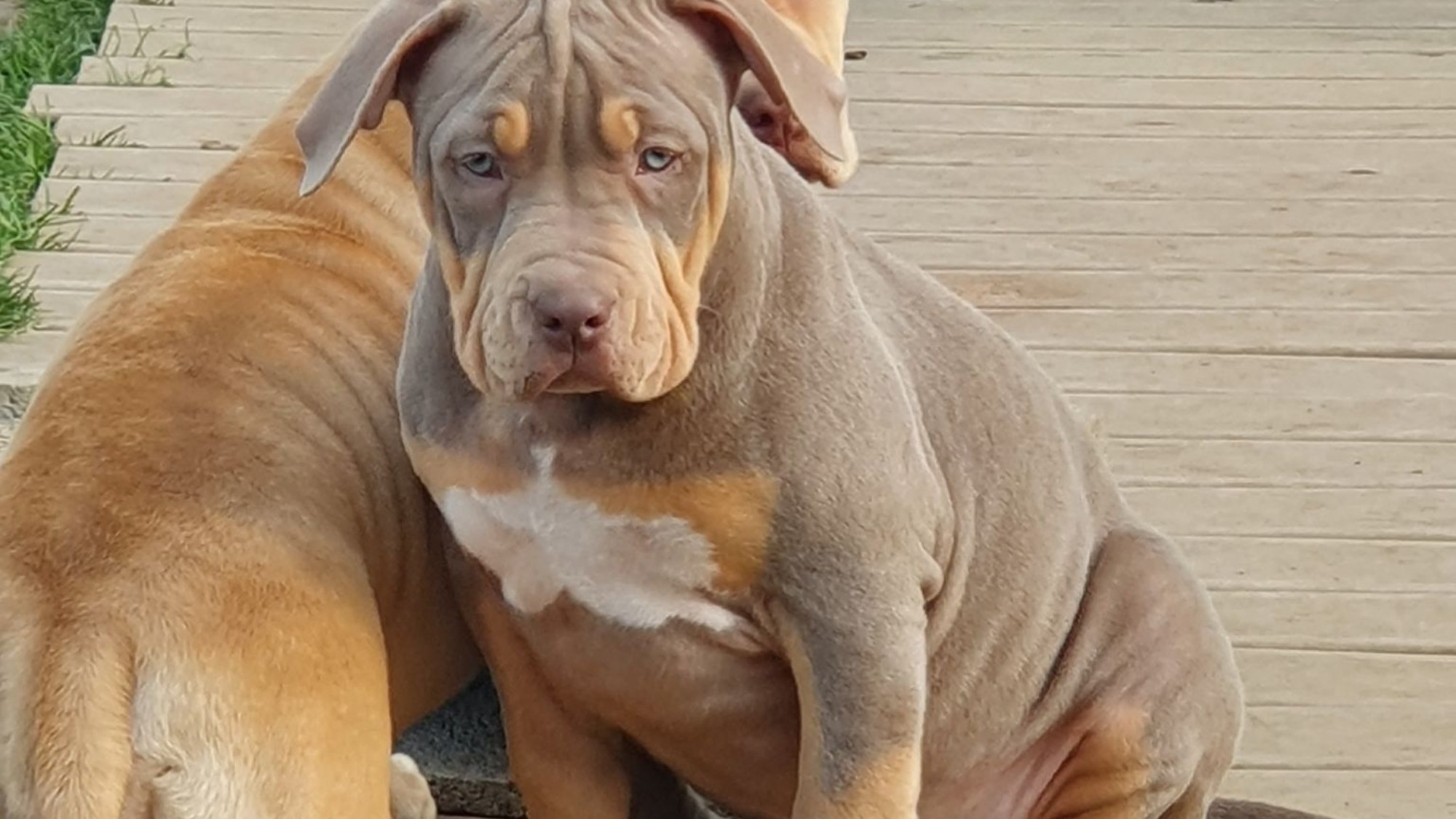 Chiot femelle bully xl trico trico lilac aux yeux bleus