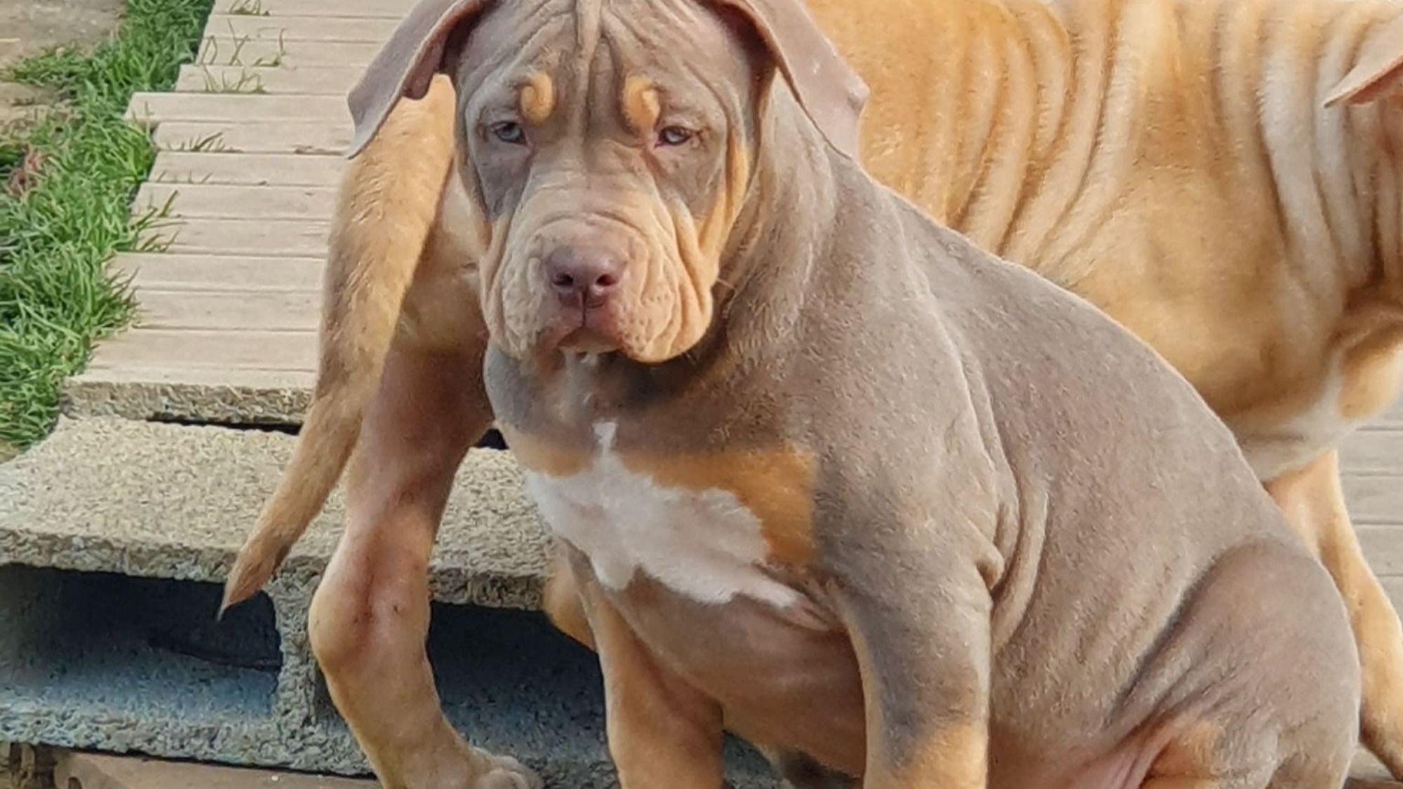 Chiot femelle bully xl trico trico lilac aux yeux bleus