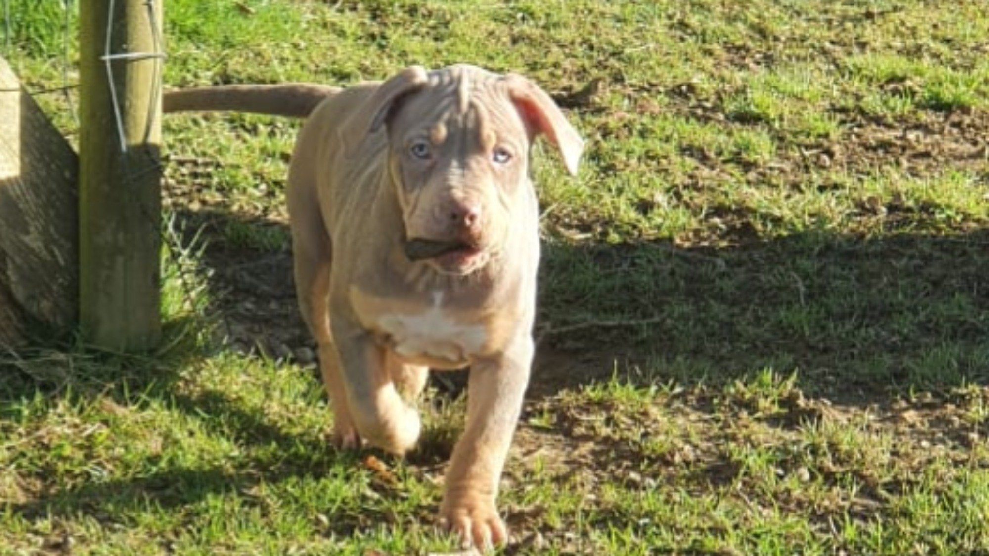 Chiot femelle bully xl trico trico lilac aux yeux bleus