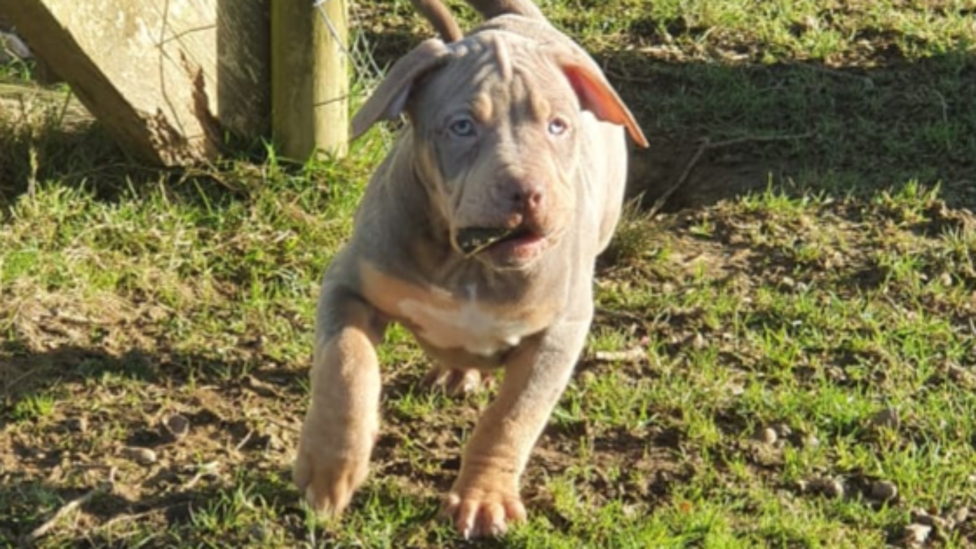 Chiot femelle bully xl trico trico lilac aux yeux bleus