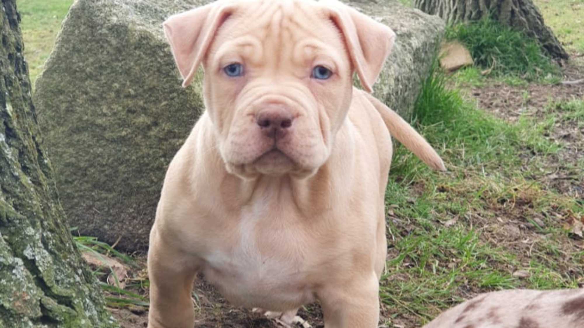 Chiot femelle bully xl