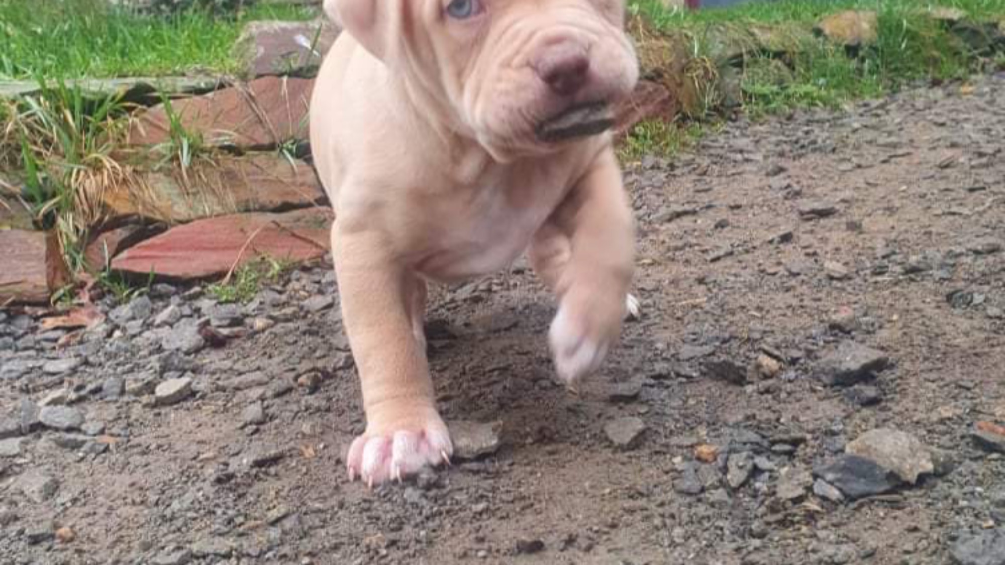 Chiot femelle bully xl