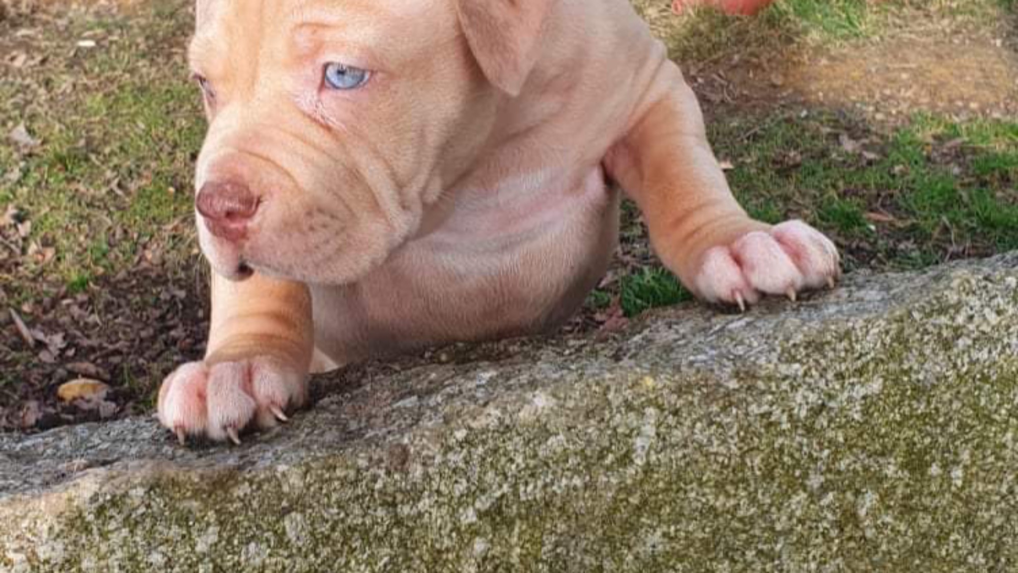 Chiot femelle bully xl