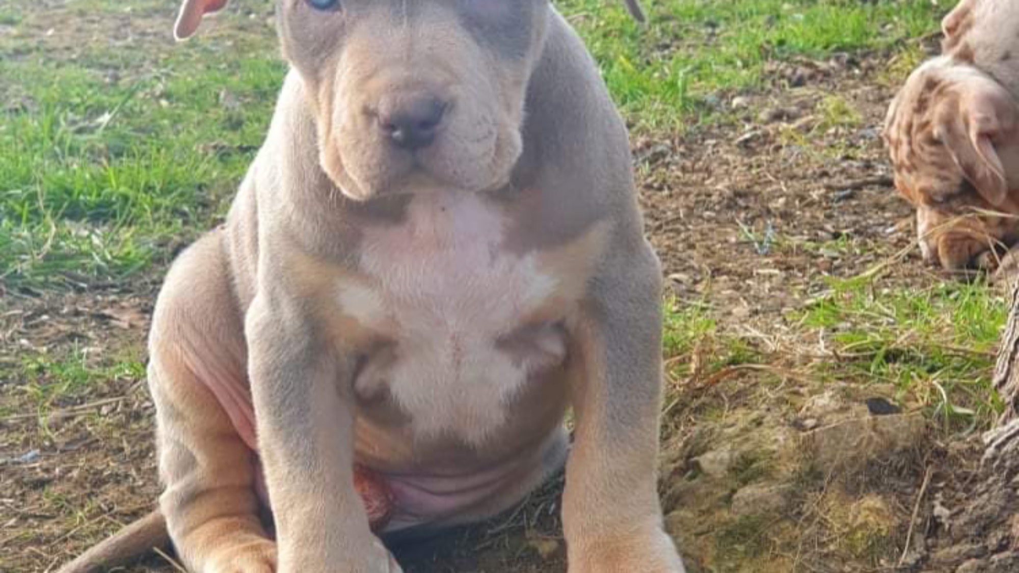 Chiot mâle bully xl