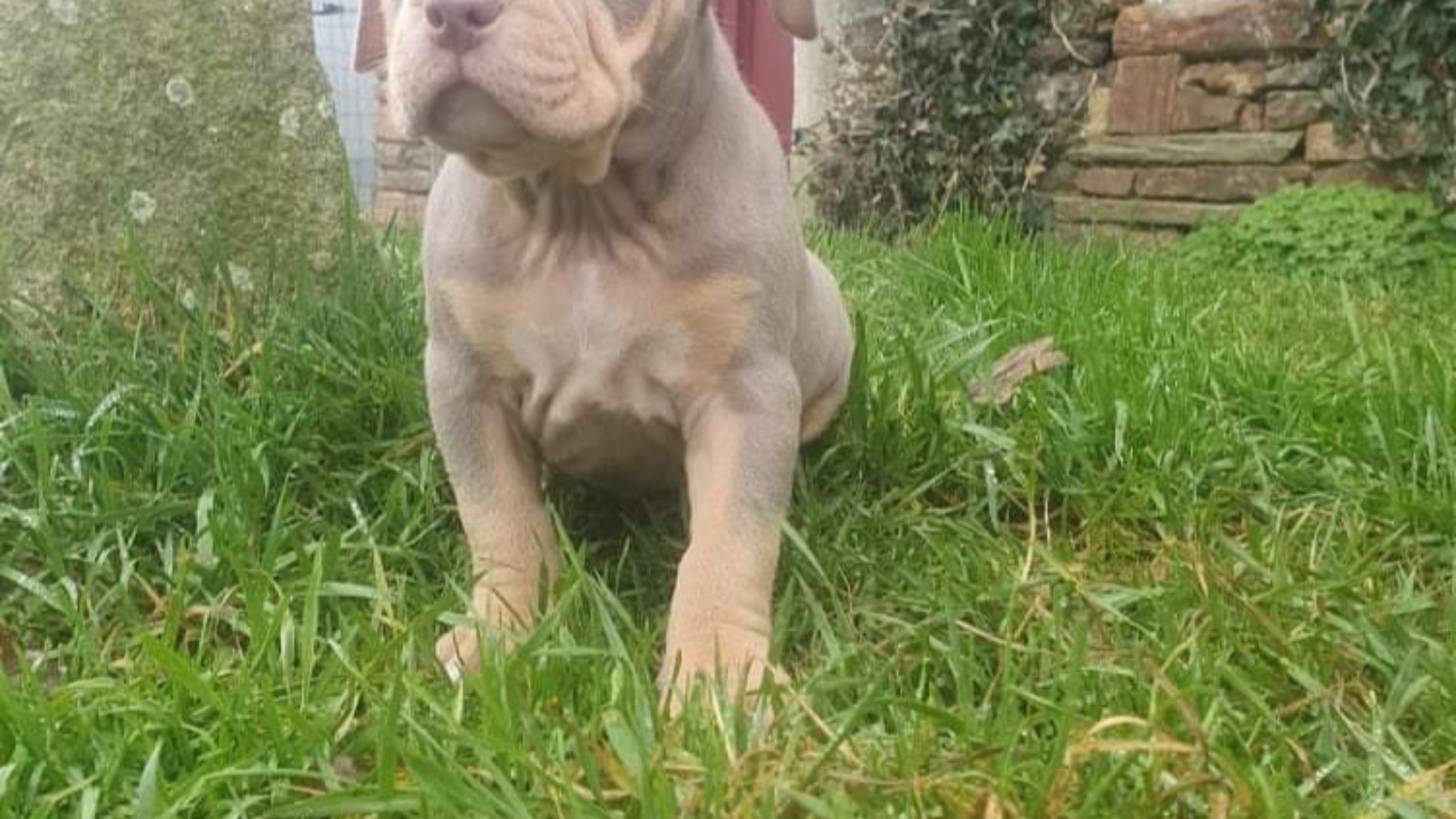 Chiot mâle bully xl