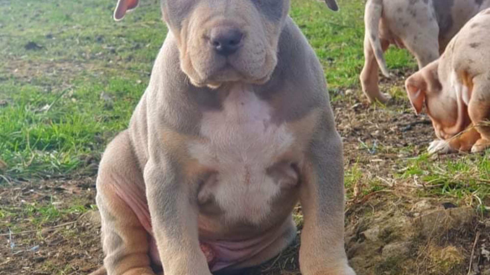 Chiot mâle bully xl