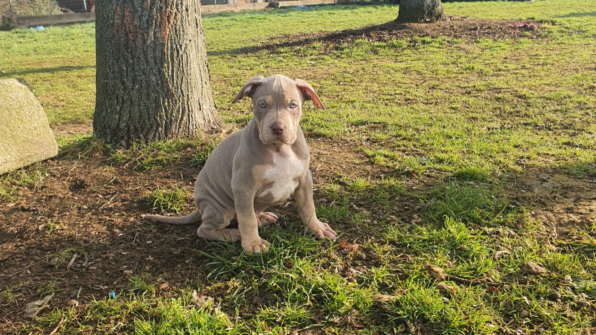 Chiot mâle bully xl