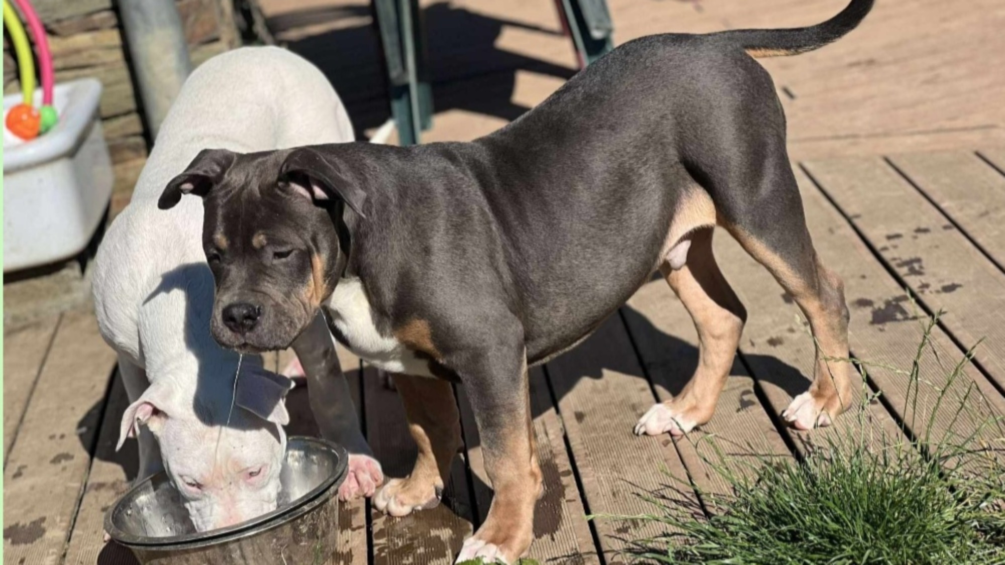 Chiot mâle bully xl trico trico bleu aux yeux gris-bleu à vendre