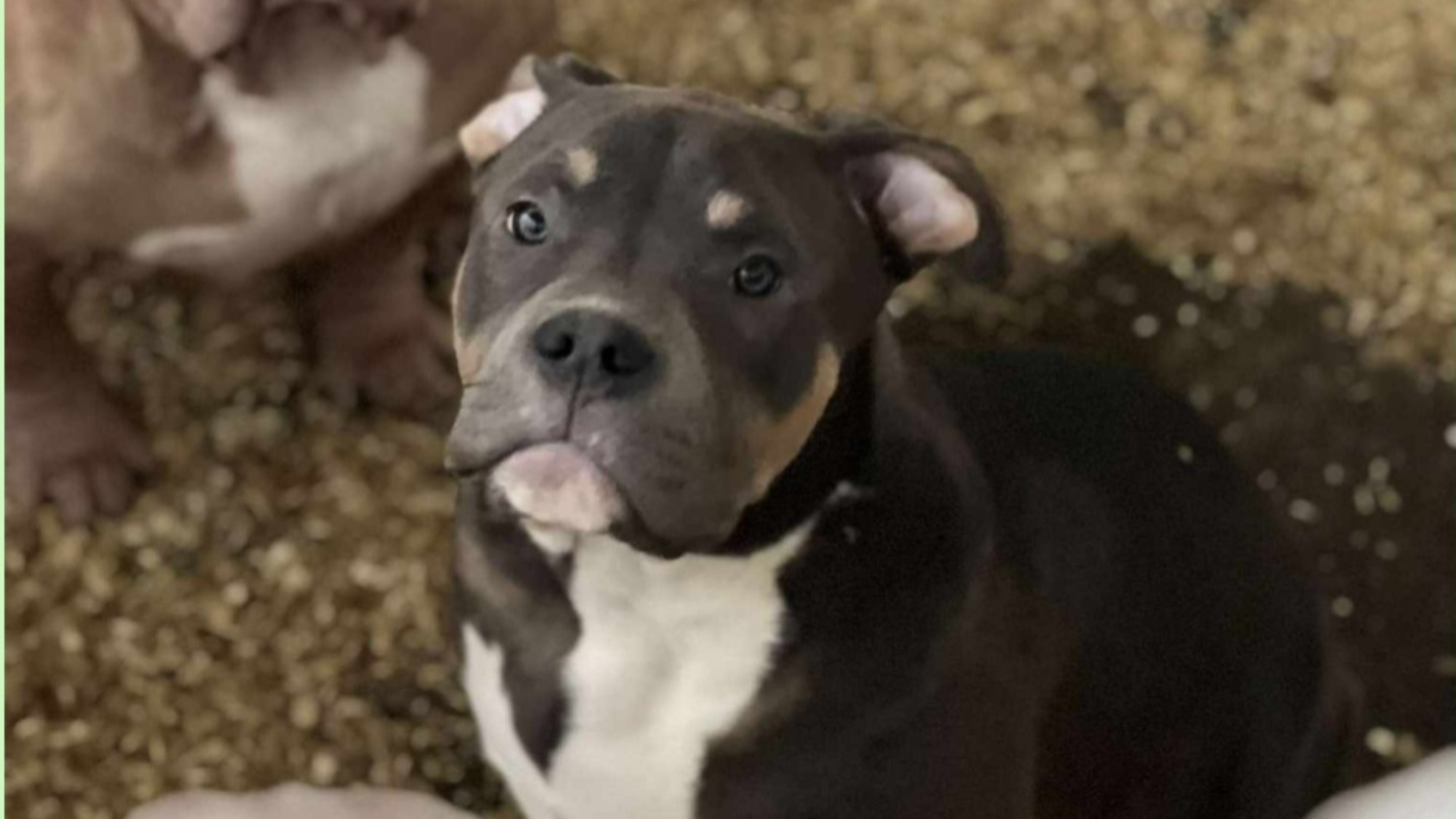 Chiot mâle bully xl trico trico bleu aux yeux gris-bleu à vendre