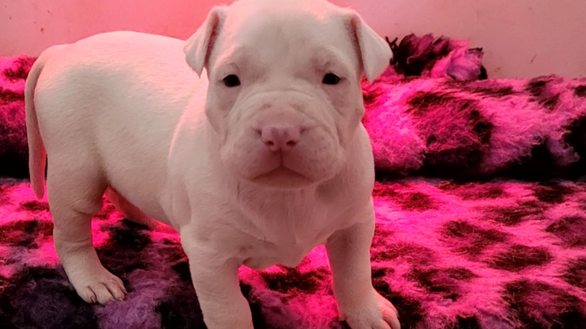 Chiot femelle bully xl blanche