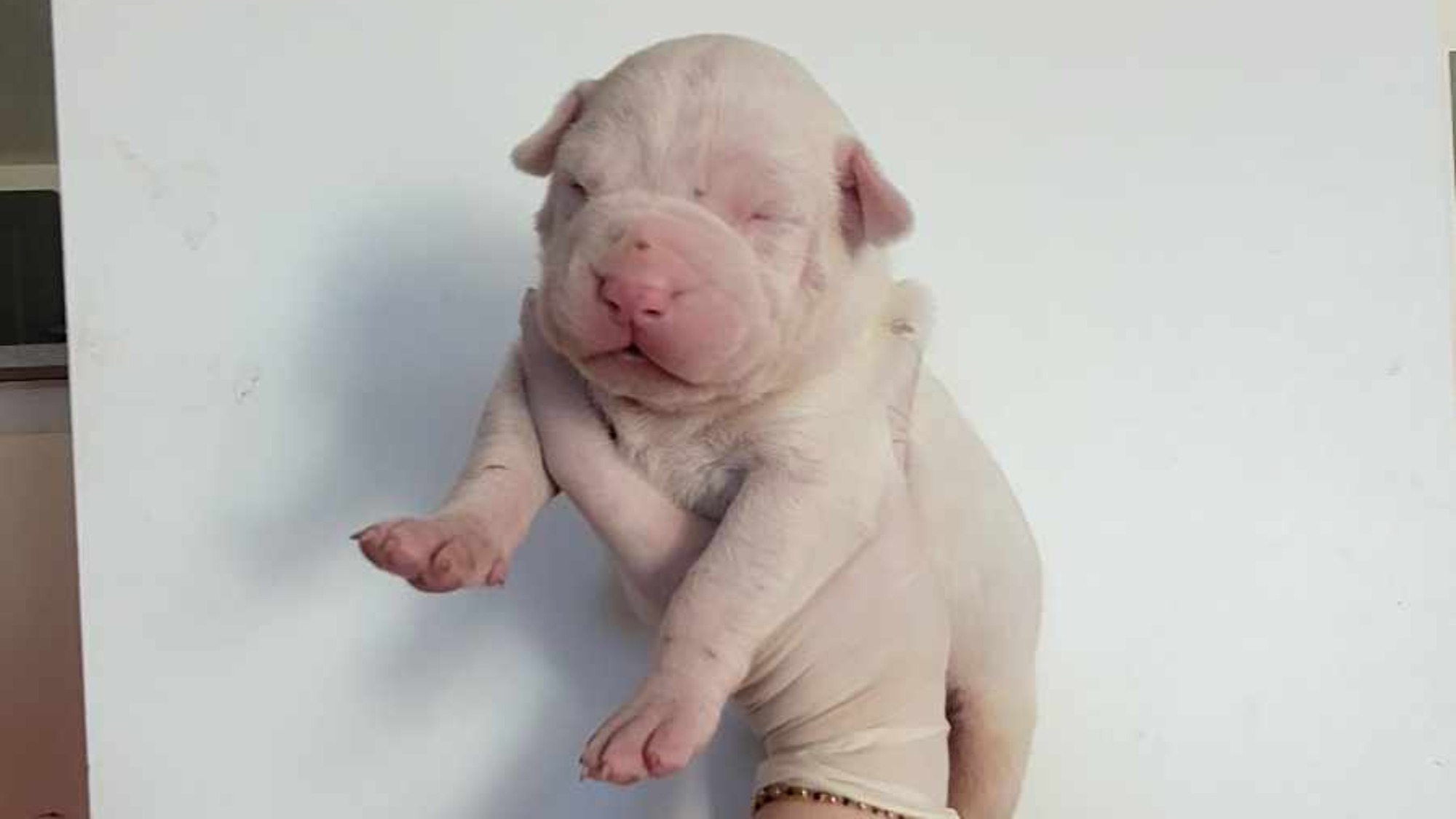 Chiot femelle bully xl blanche aux yeux bleus