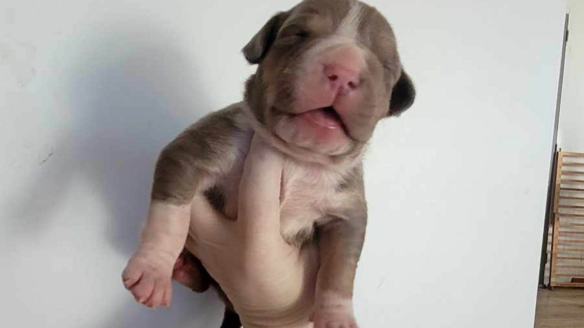 Chiot femelle bully xl trico trico lilac aux yeux marron-vert à vendre