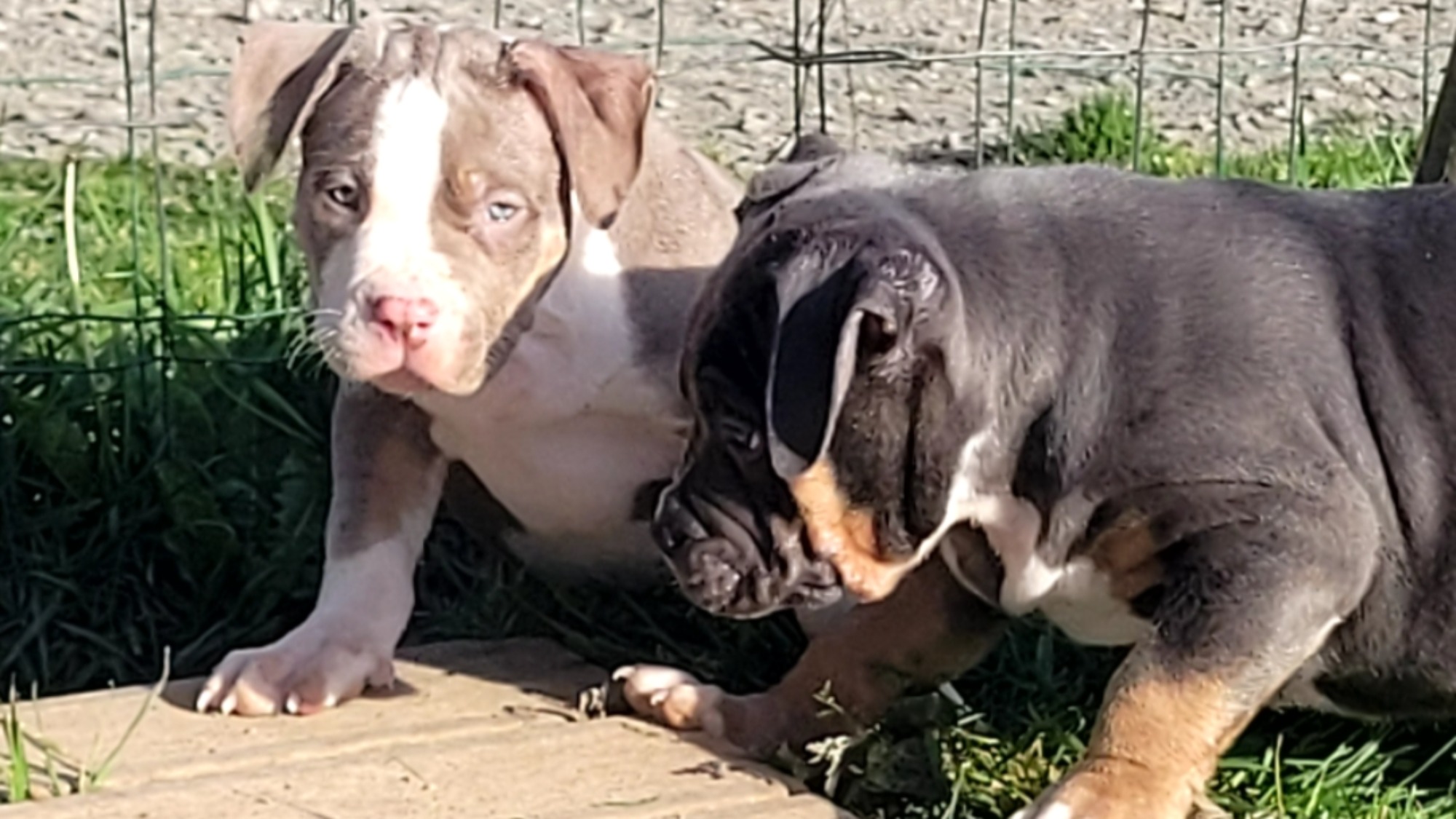 Chiot femelle bully xl trico trico lilac à vendre