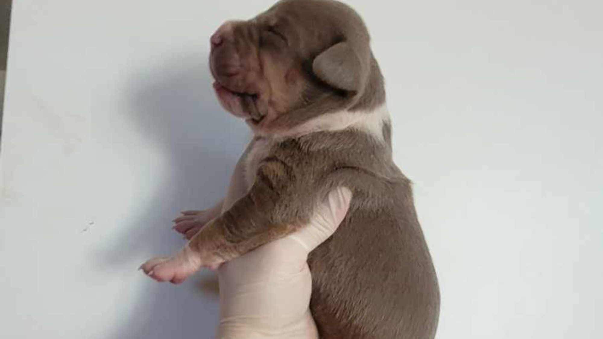 Chiot femelle bully xl trico trico lilac aux yeux marron-vert à vendre