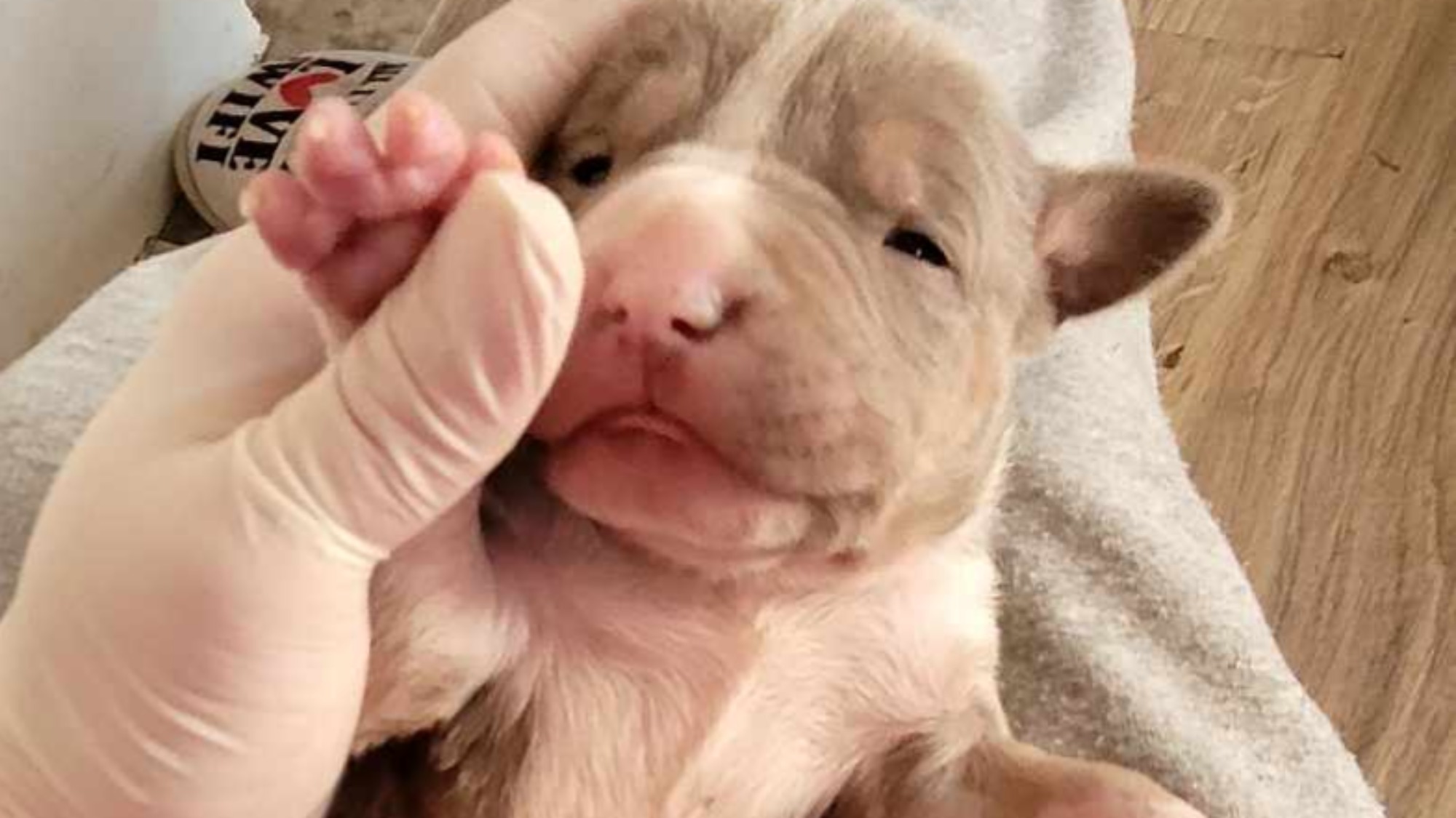 Chiot femelle bully xl trico trico lilac aux yeux marron-vert à vendre