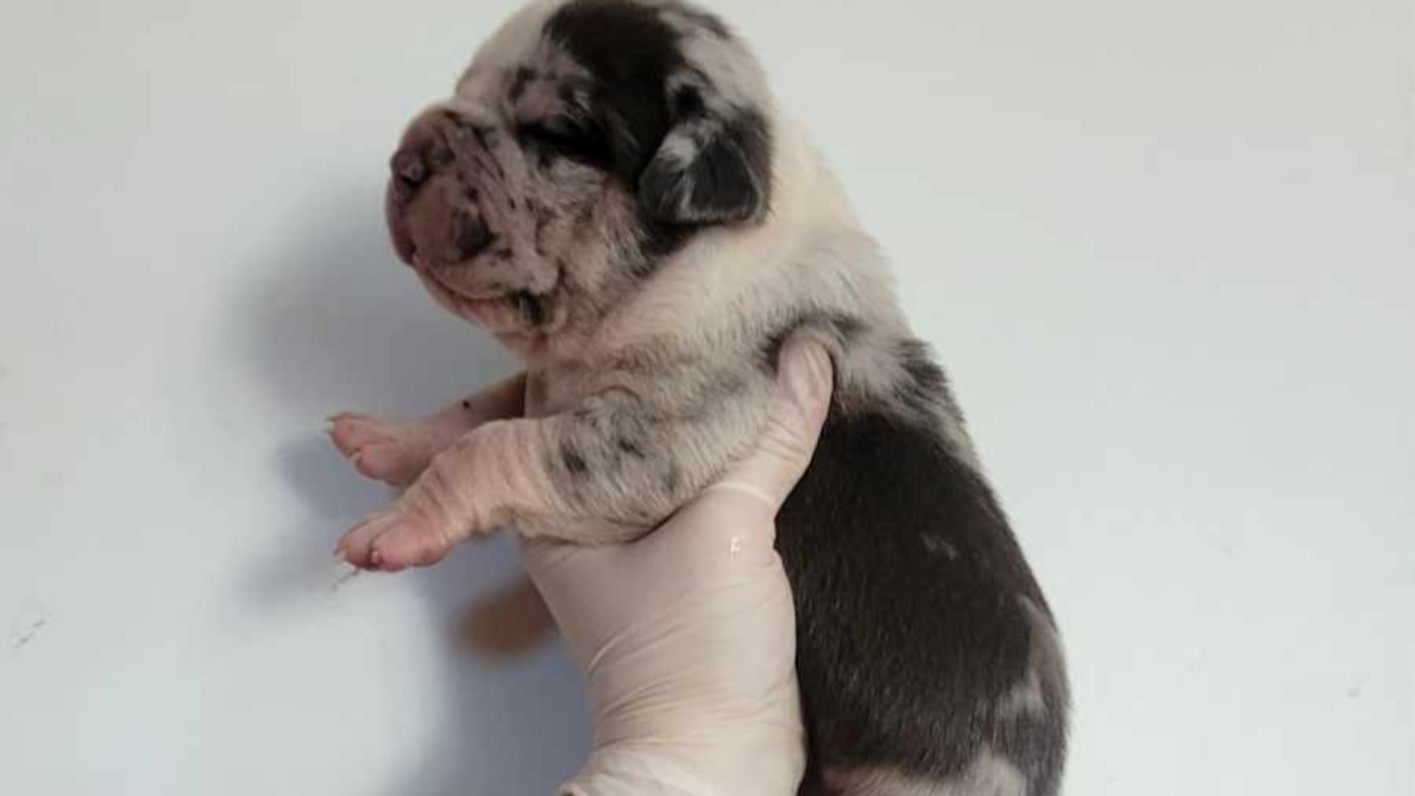 Chiot mâle bully xl trico merle trico silver merle