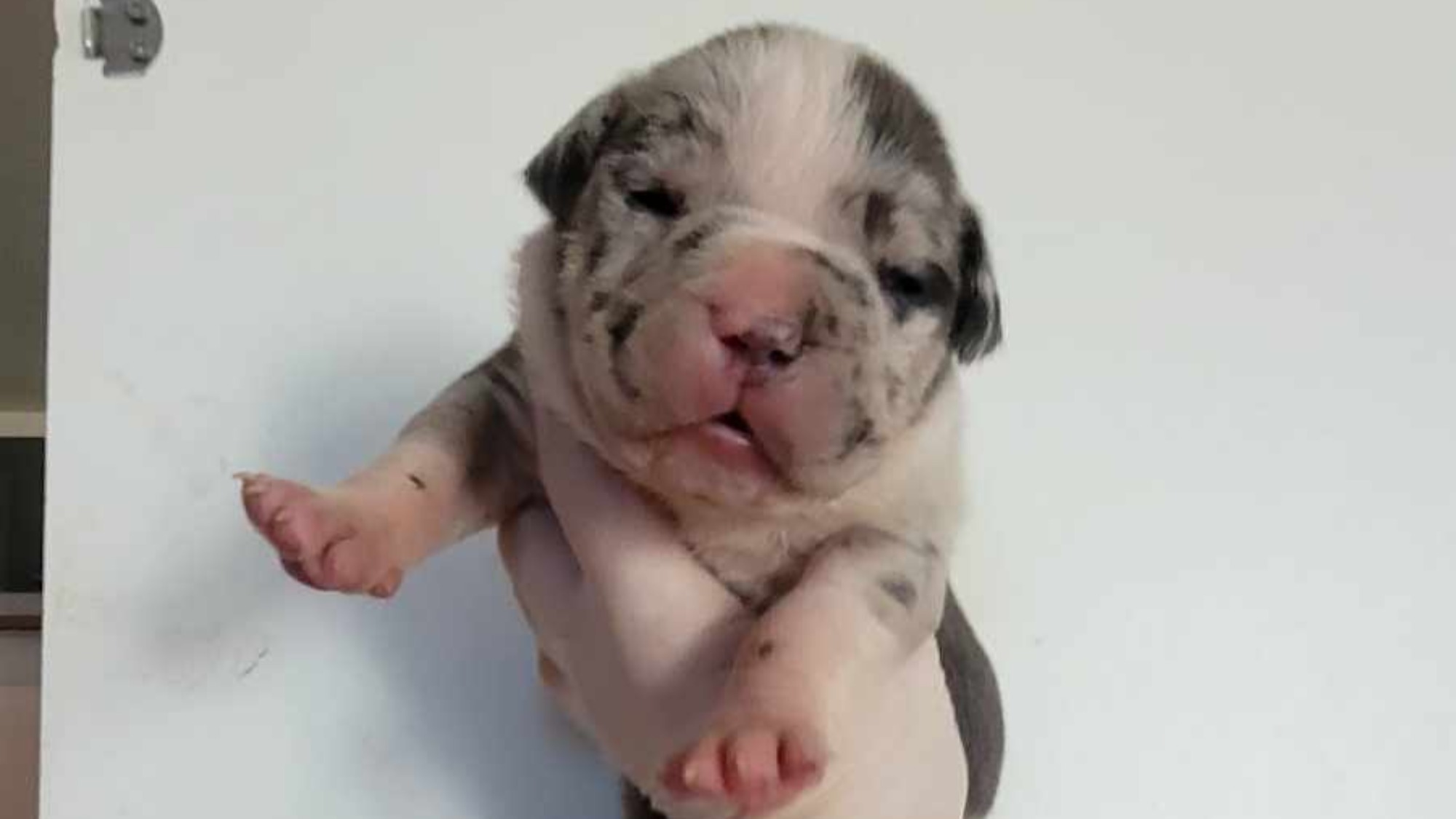 Chiot mâle bully xl trico merle trico silver merle