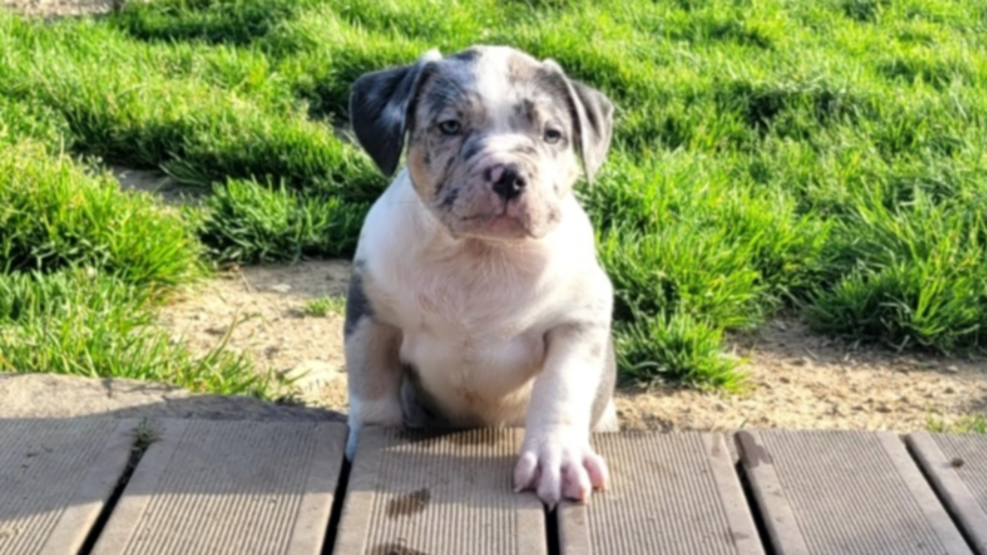 Chiot mâle bully xl trico merle trico silver merle