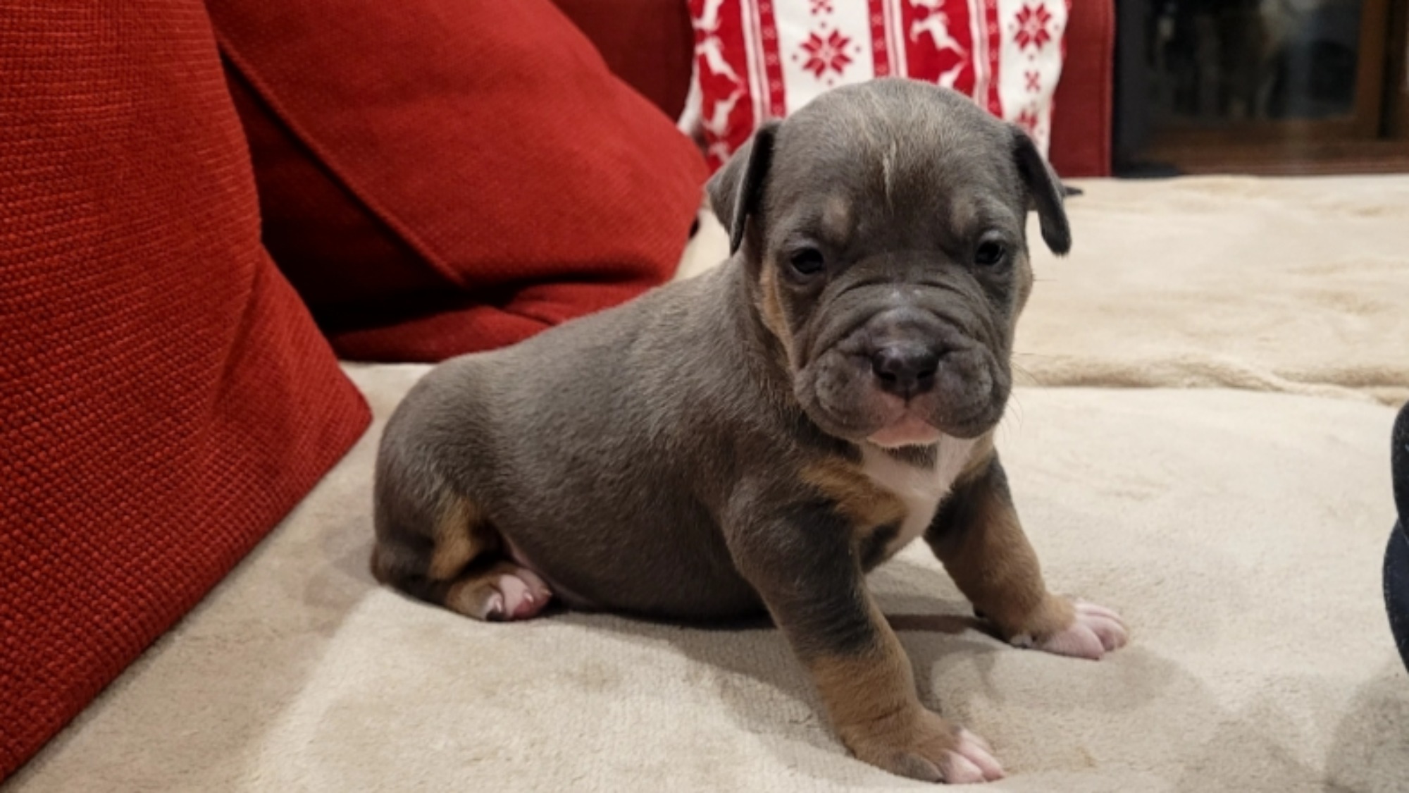 Chiot mâle bully xl trico trico bleu aux yeux gris-bleu à vendre