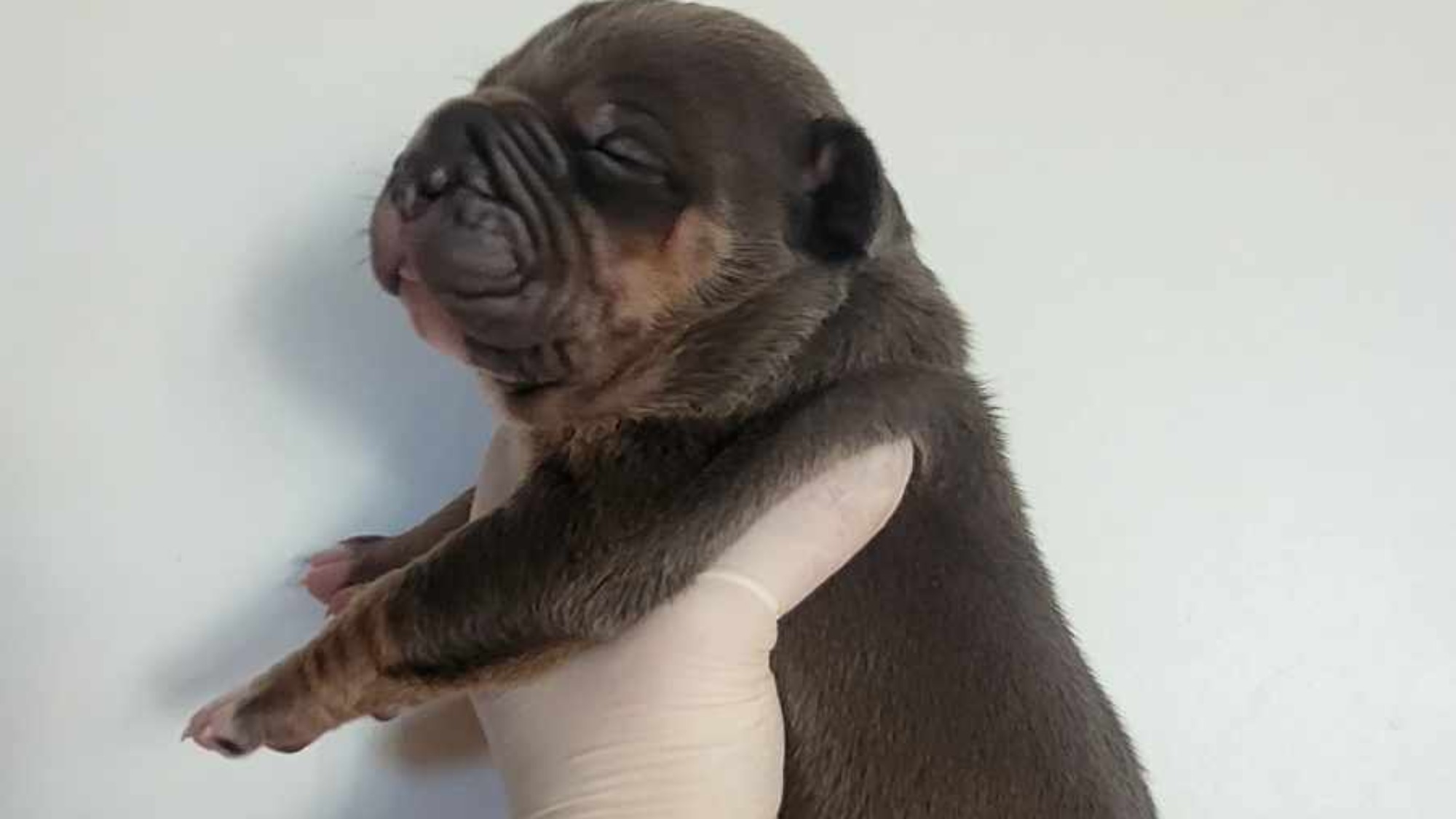 Chiot mâle bully xl trico trico bleu aux yeux gris-bleu à vendre