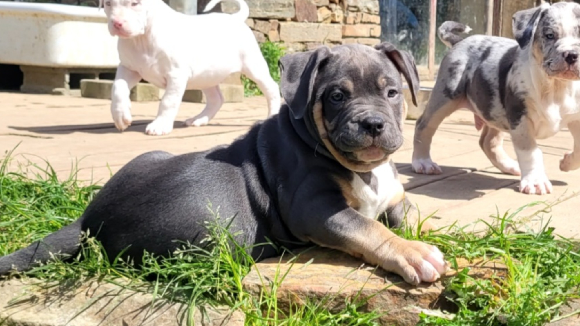 Chiot mâle bully xl trico trico bleu aux yeux gris-bleu à vendre