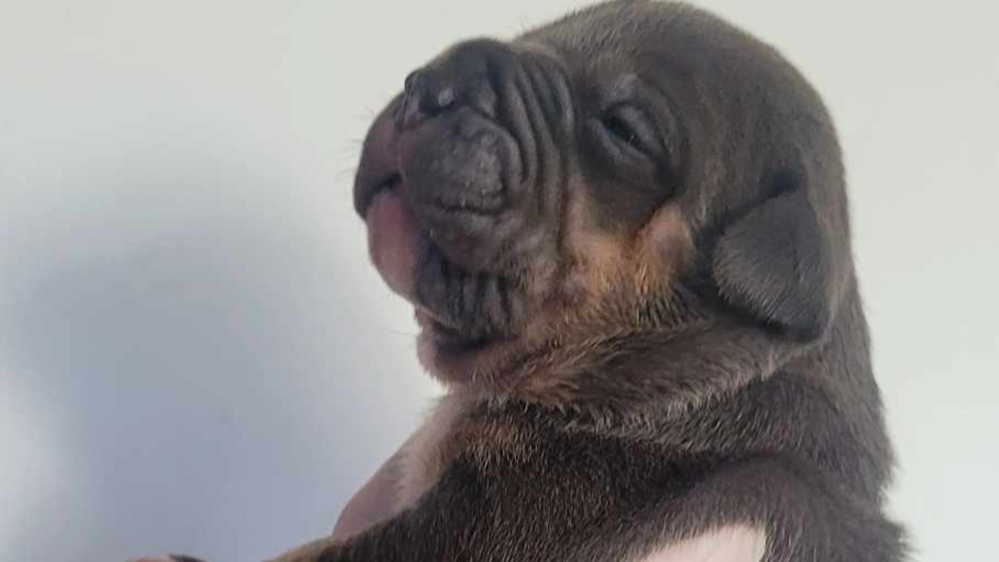 Chiot mâle bully xl trico trico bleu aux yeux gris-bleu à vendre