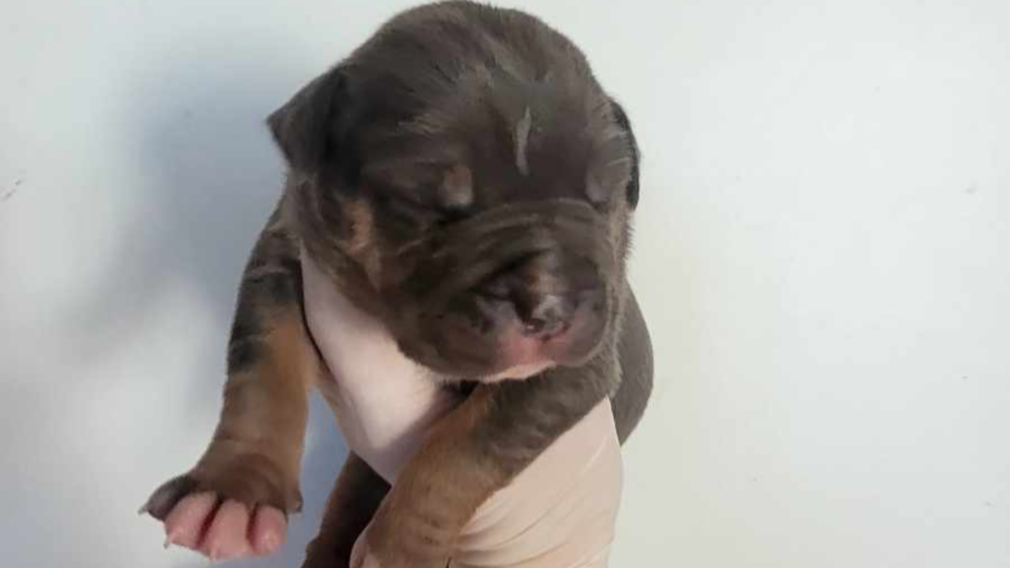 Chiot mâle bully xl trico trico bleu aux yeux gris-bleu à vendre