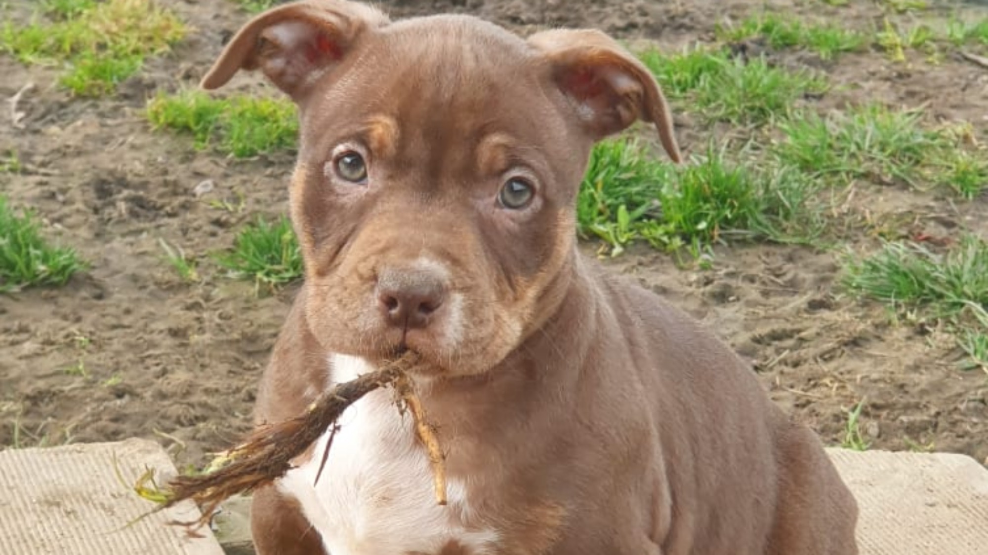 Chiot femelle bully micro trico trindle choco aux yeux verts
