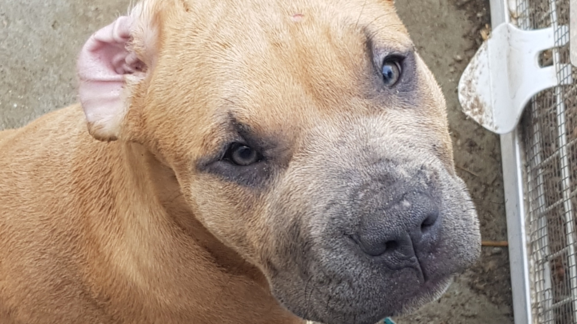 Chiot femelle bully xl fauve aux yeux marrons