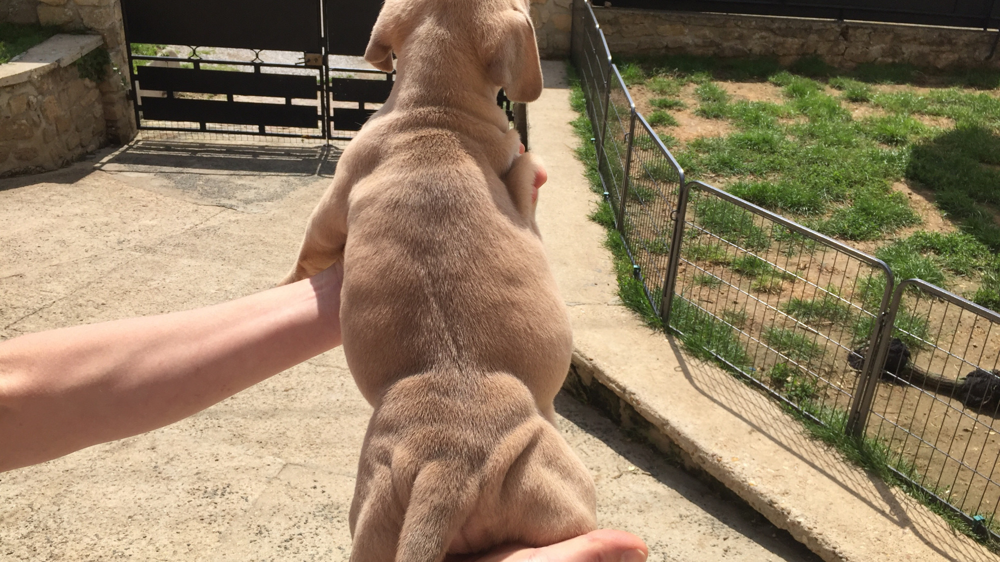 Chiot femelle bully xl fauve aux yeux marrons