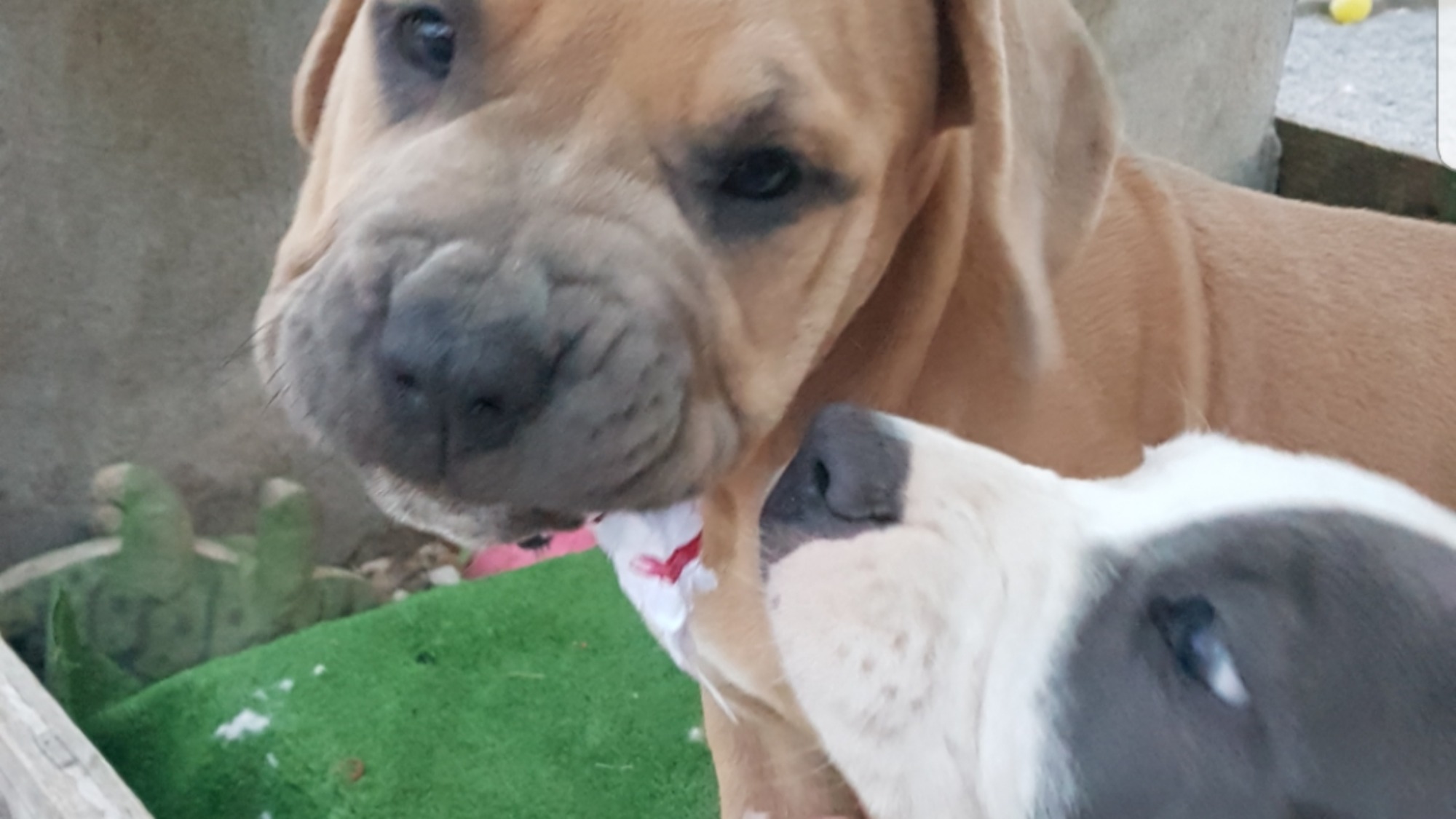 Chiot femelle bully xl fauve aux yeux marrons