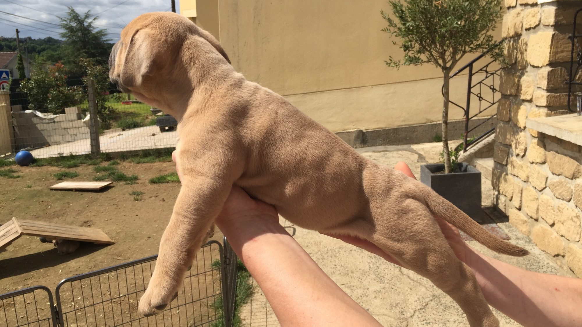 Chiot femelle bully xl fauve aux yeux marrons