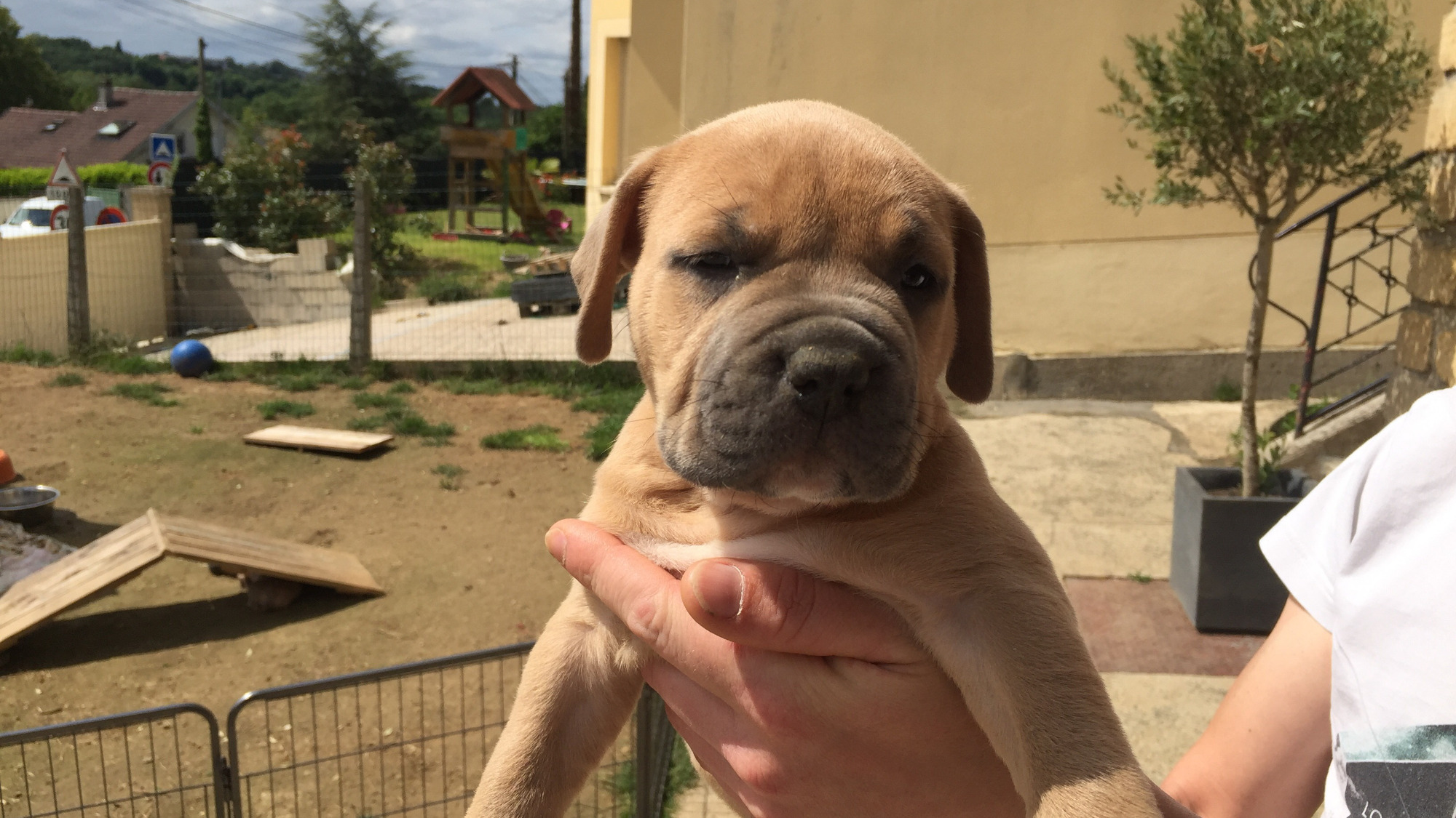 Chiot femelle bully xl fauve aux yeux marrons