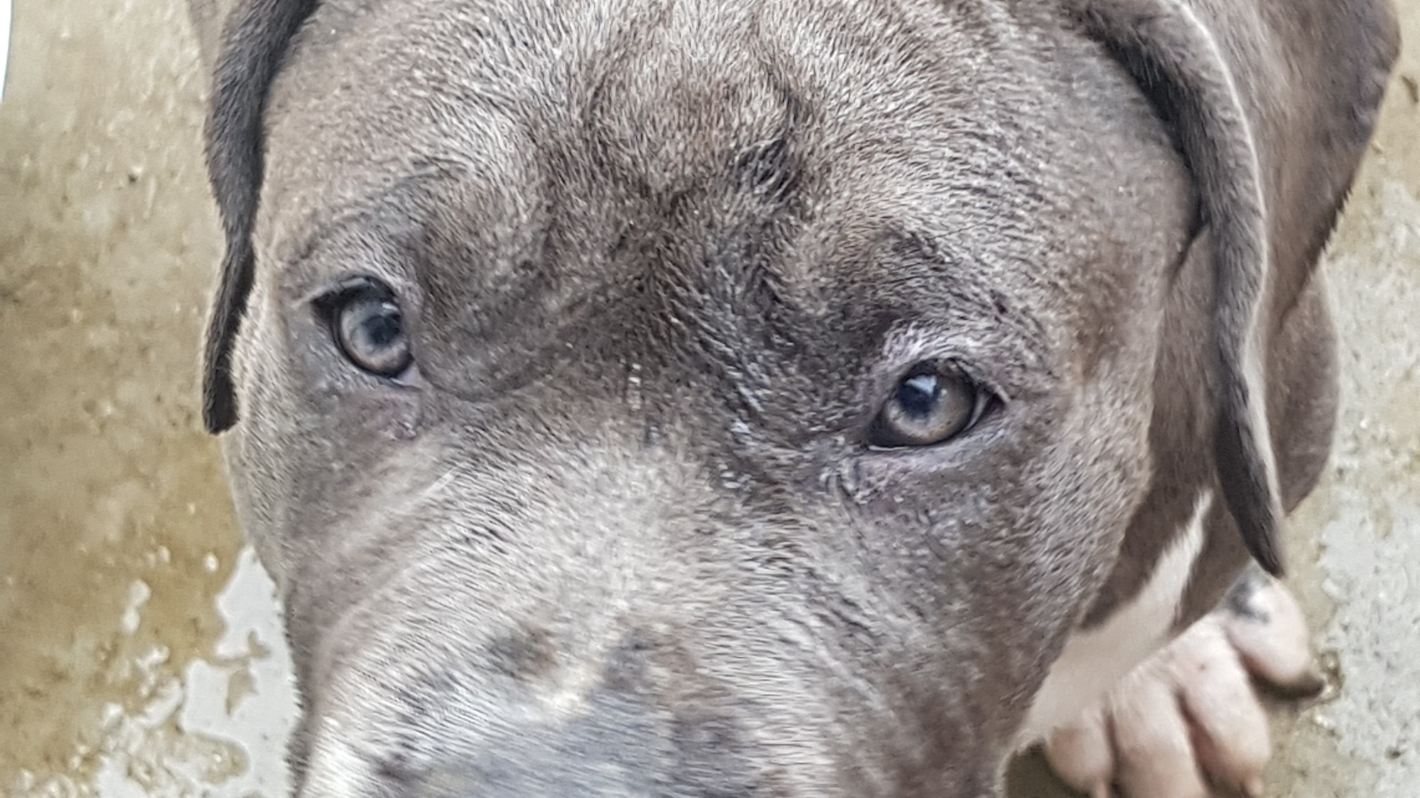 Chiot femelle bully xl bleue aux yeux bleus