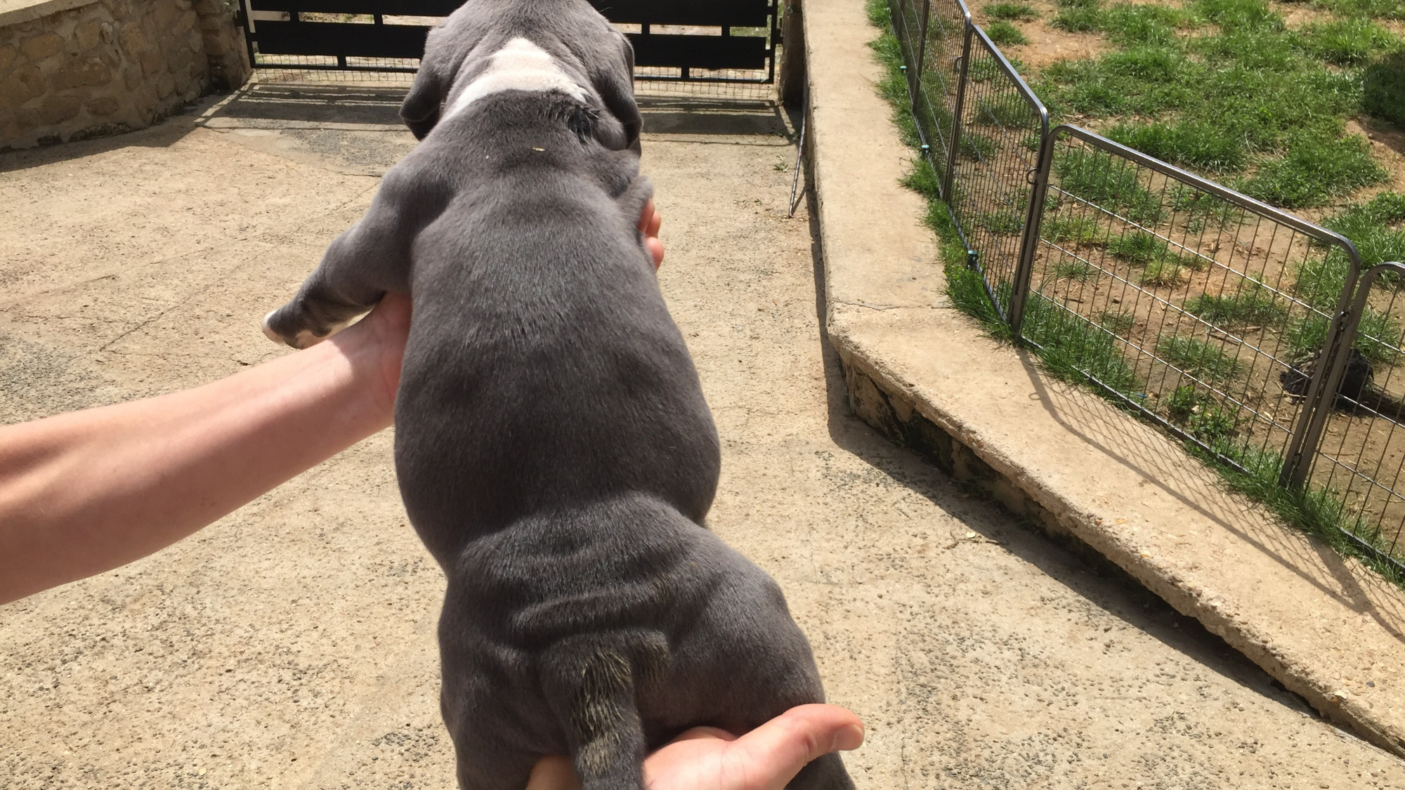 Chiot femelle bully xl bleue aux yeux bleus