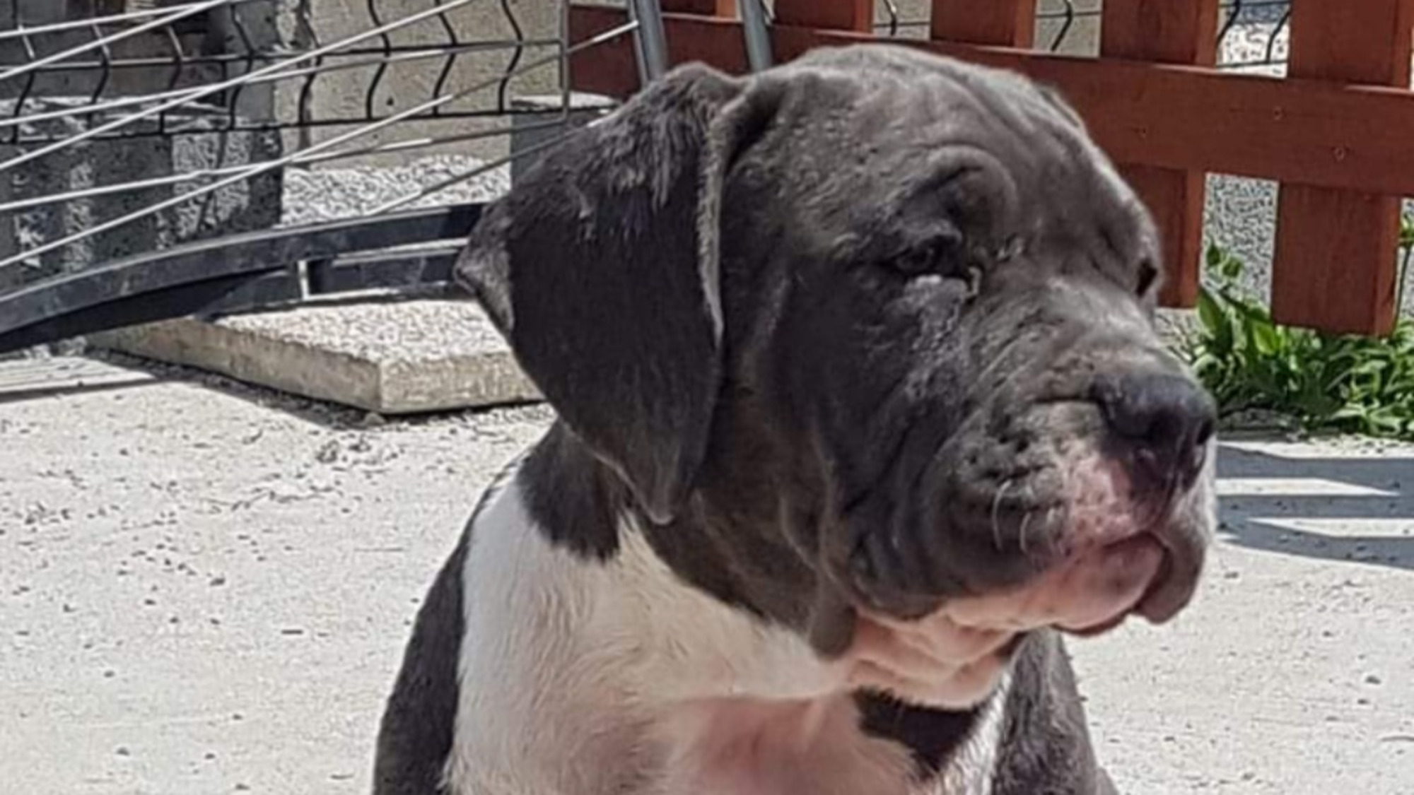 Chiot femelle bully xl bleue aux yeux bleus