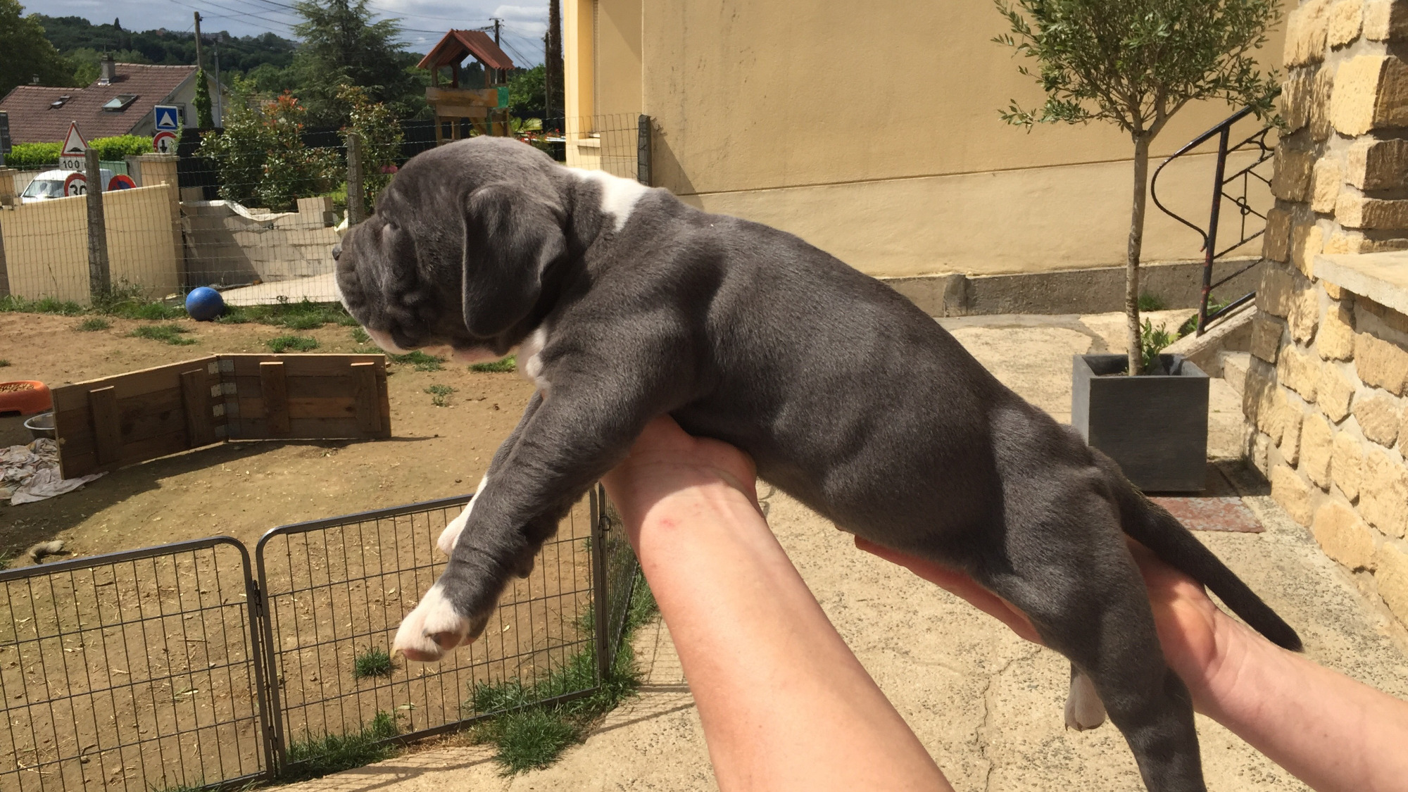 Chiot femelle bully xl bleue aux yeux bleus