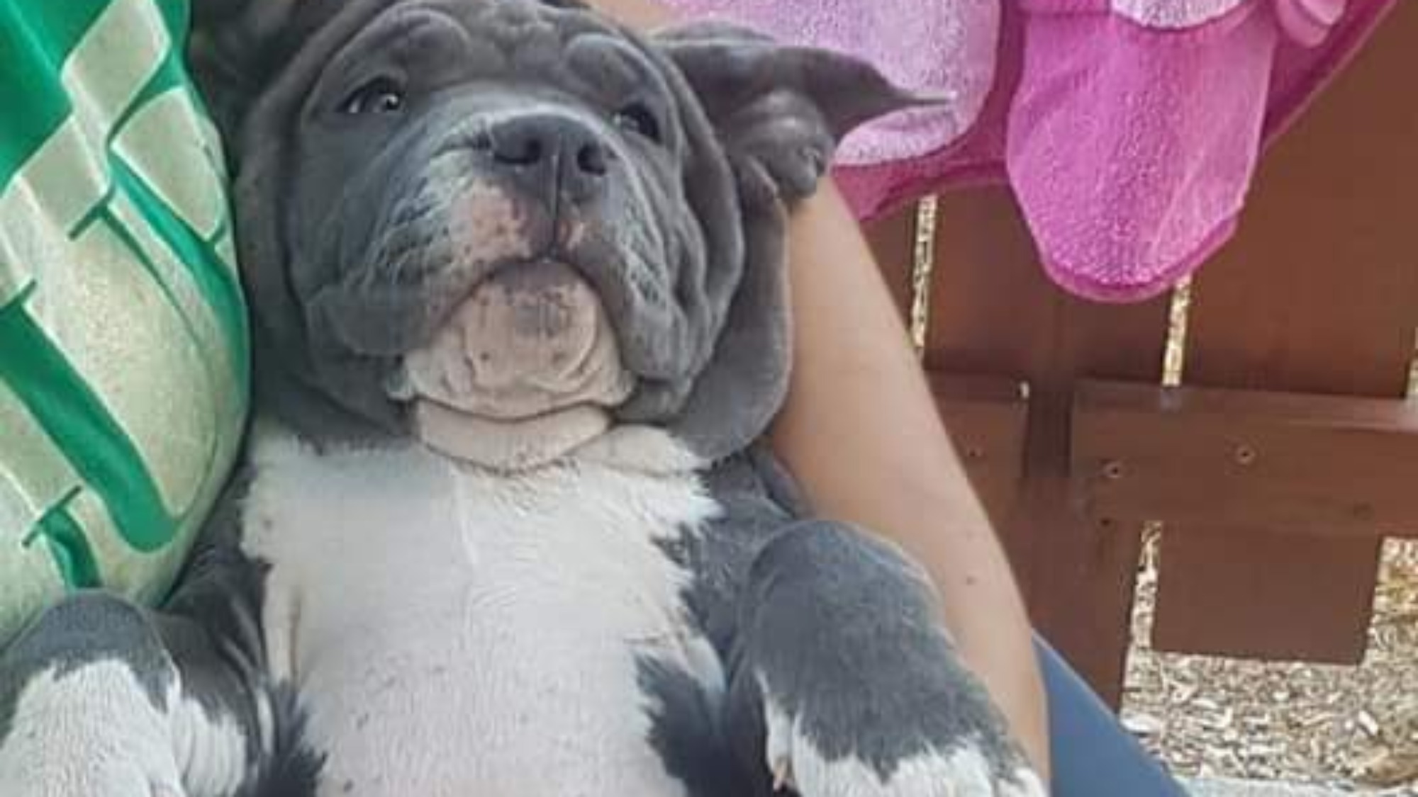 Chiot femelle bully xl bleue aux yeux bleus