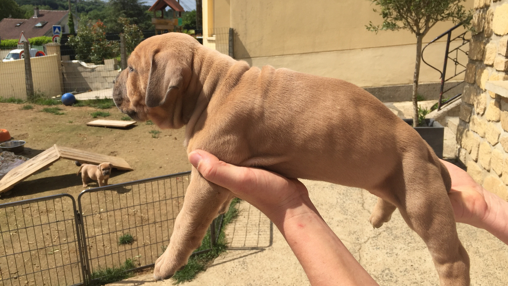 Chiot femelle bully xl