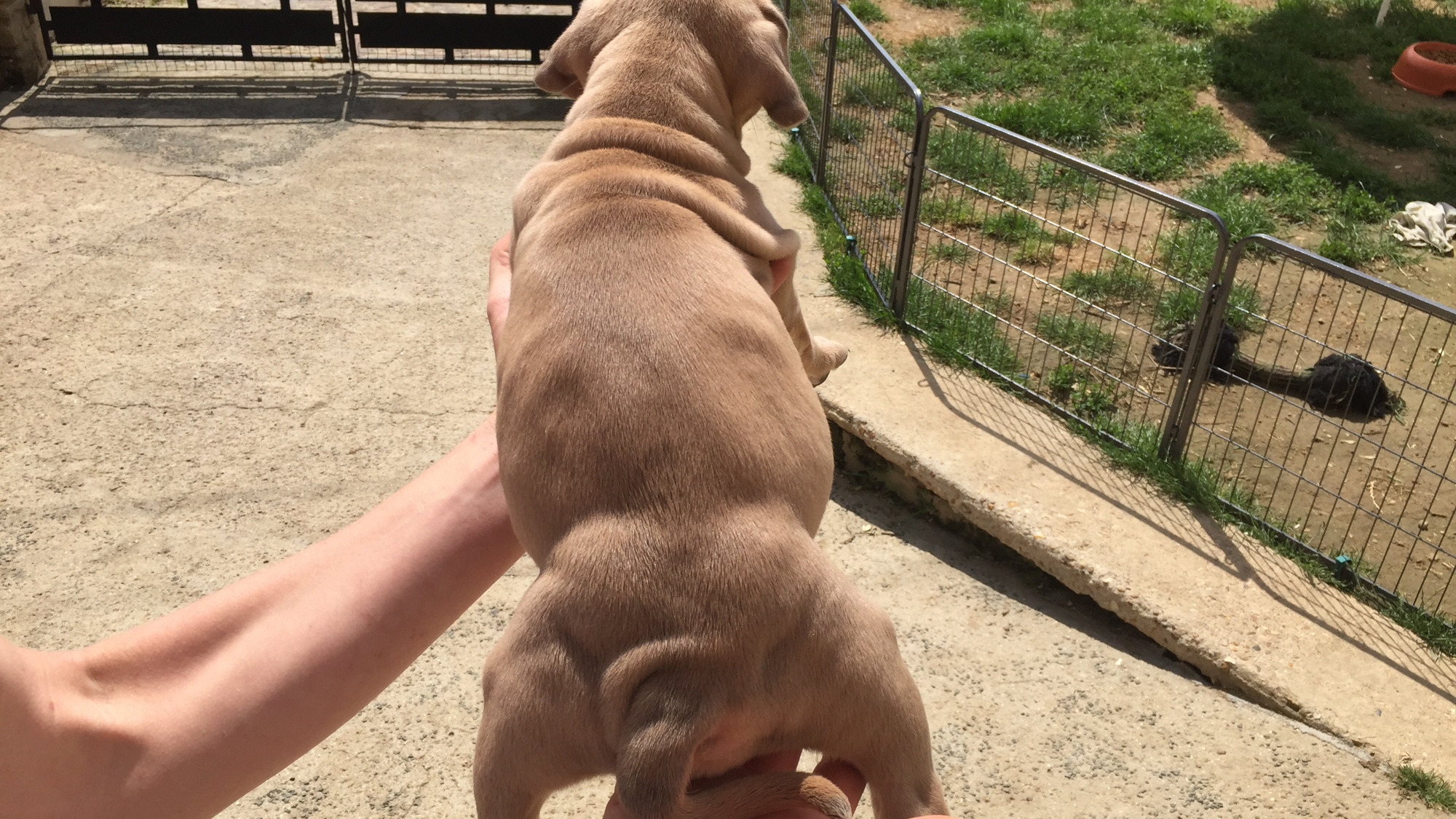 Chiot femelle bully xl