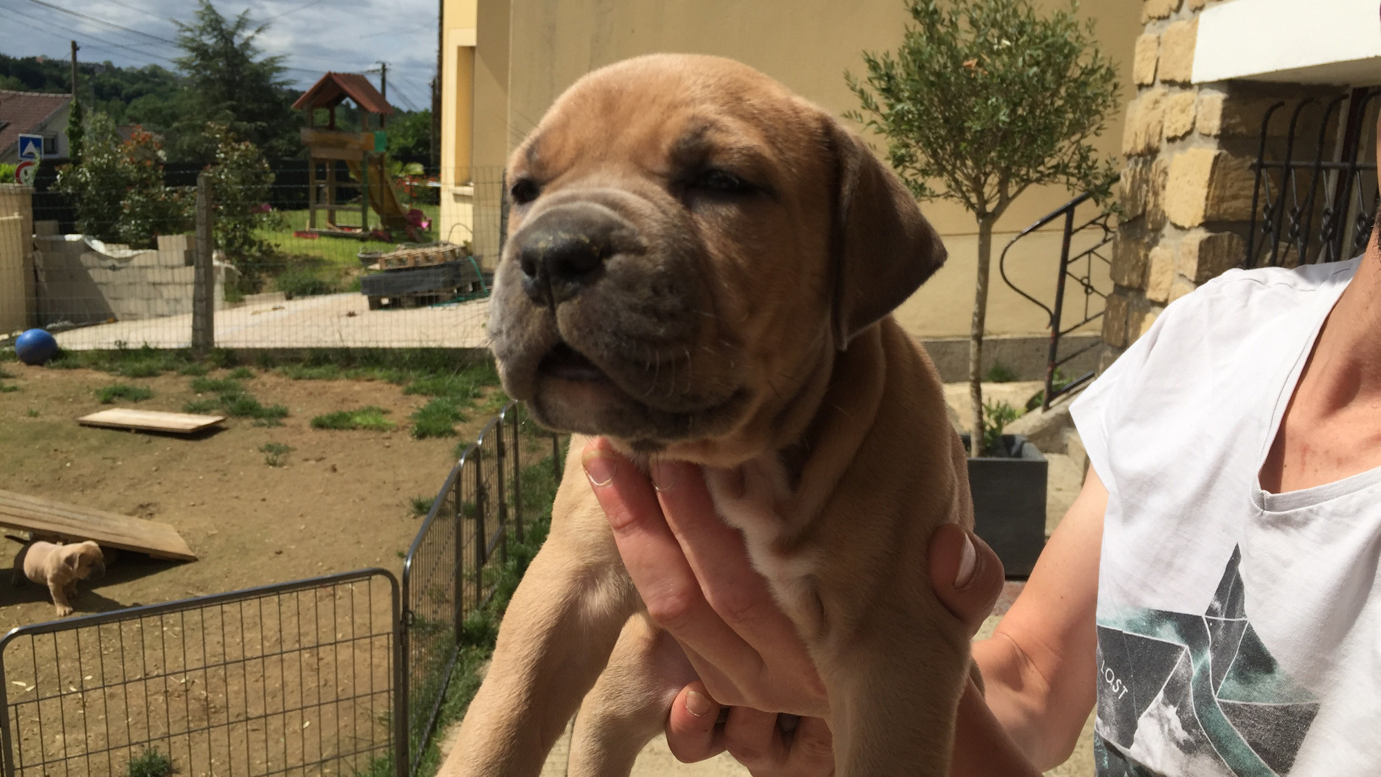 Chiot femelle bully xl