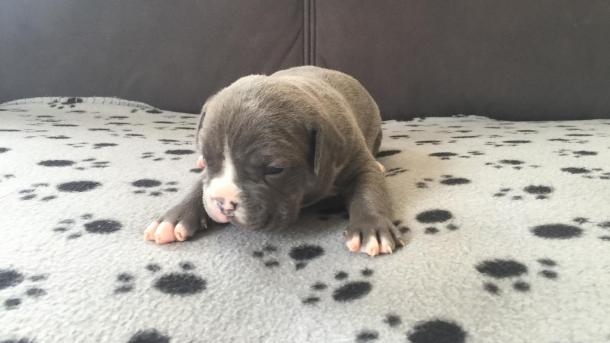 Chiot femelle bully xl