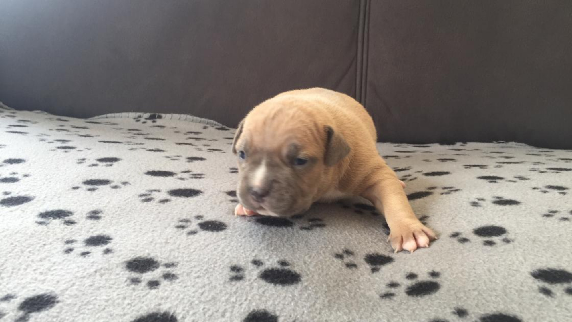 Chiot femelle bully xl