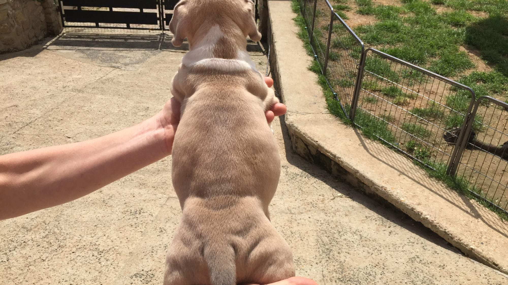 Chiot femelle bully xl fauve-blanc aux yeux marrons