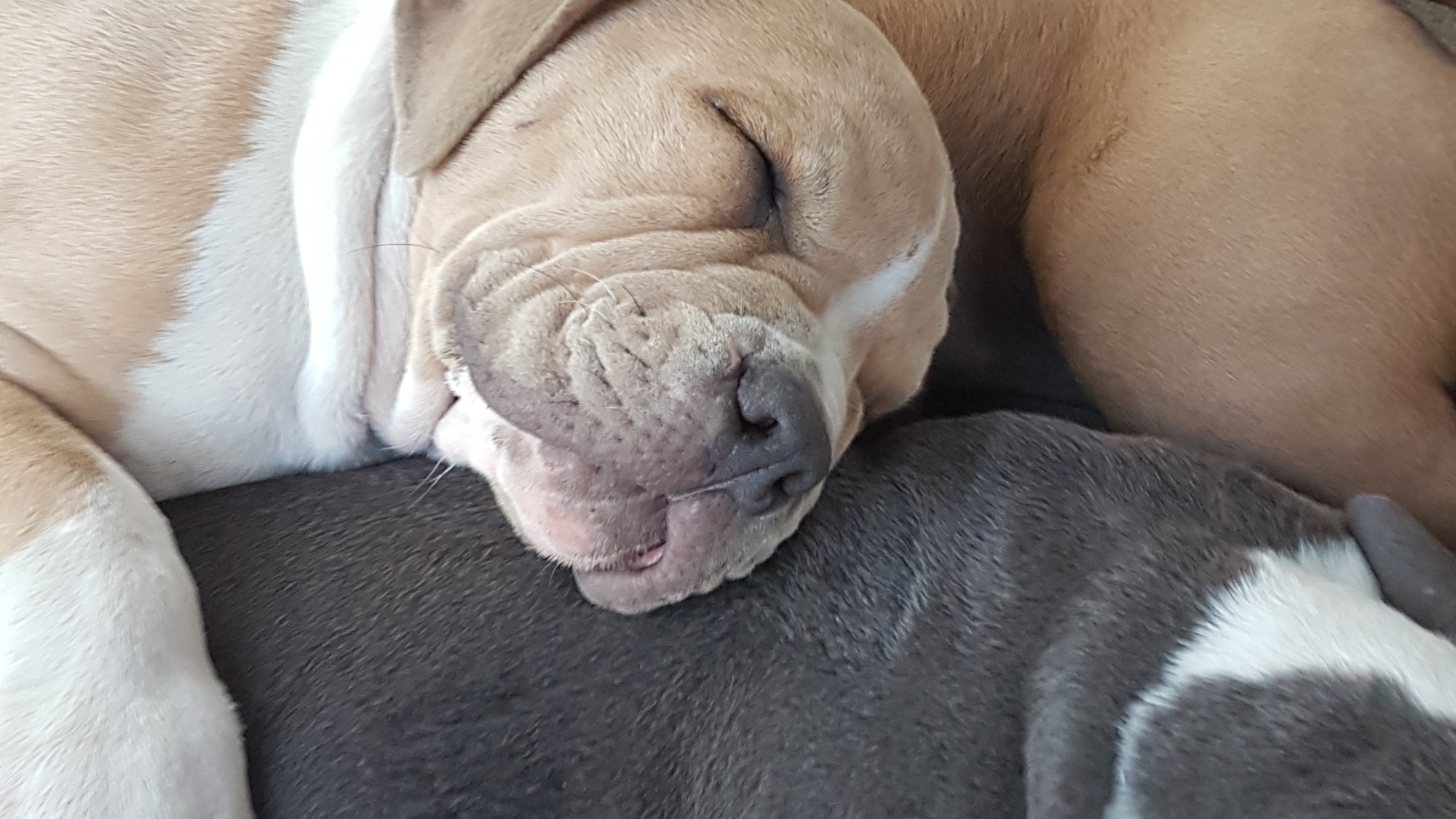 Chiot femelle bully xl fauve-blanc aux yeux marrons