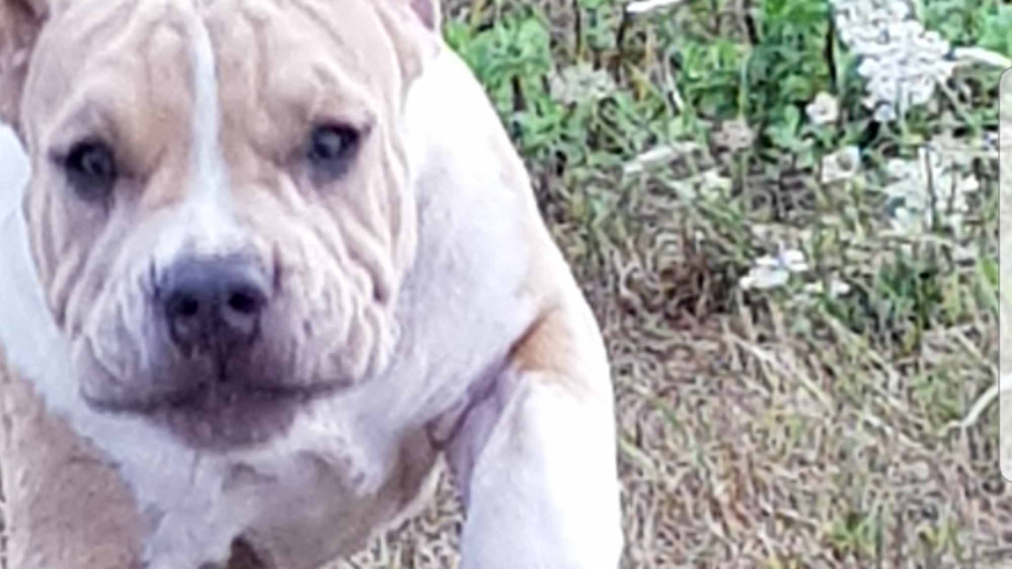 Chiot femelle bully xl fauve-blanc aux yeux marrons