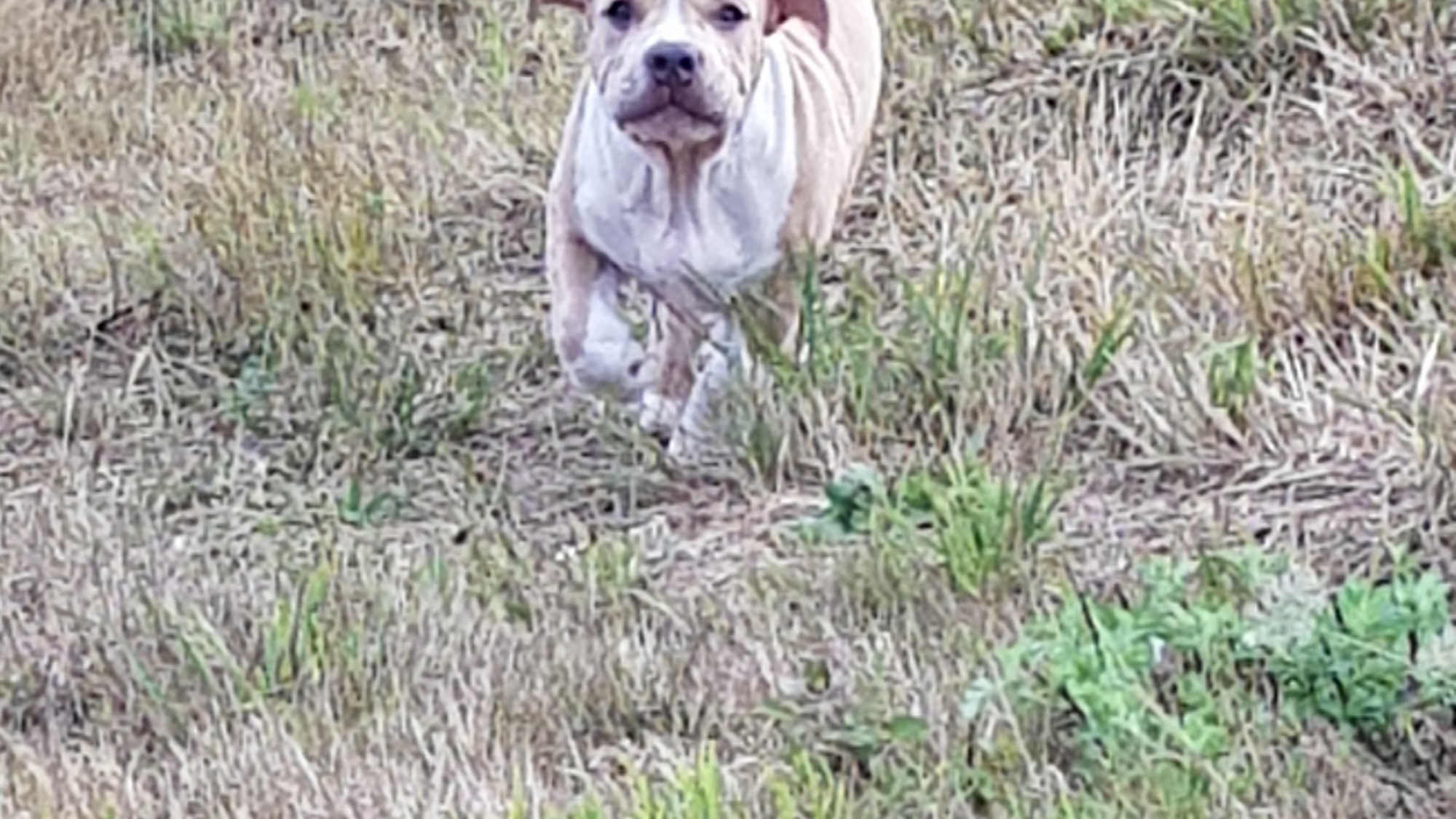 Chiot femelle bully xl fauve-blanc aux yeux marrons