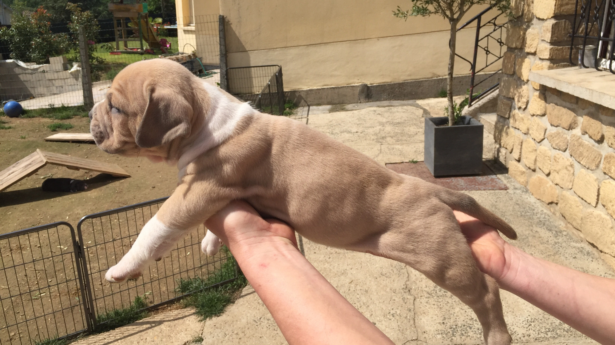 Chiot femelle bully xl fauve-blanc aux yeux marrons