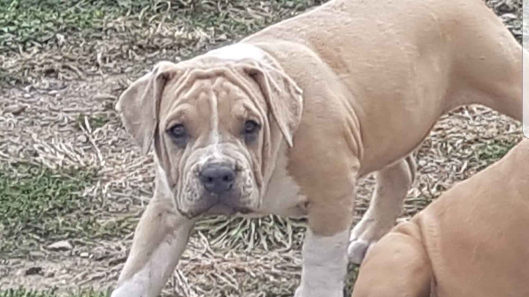 Chiot femelle bully xl fauve-blanc aux yeux marrons